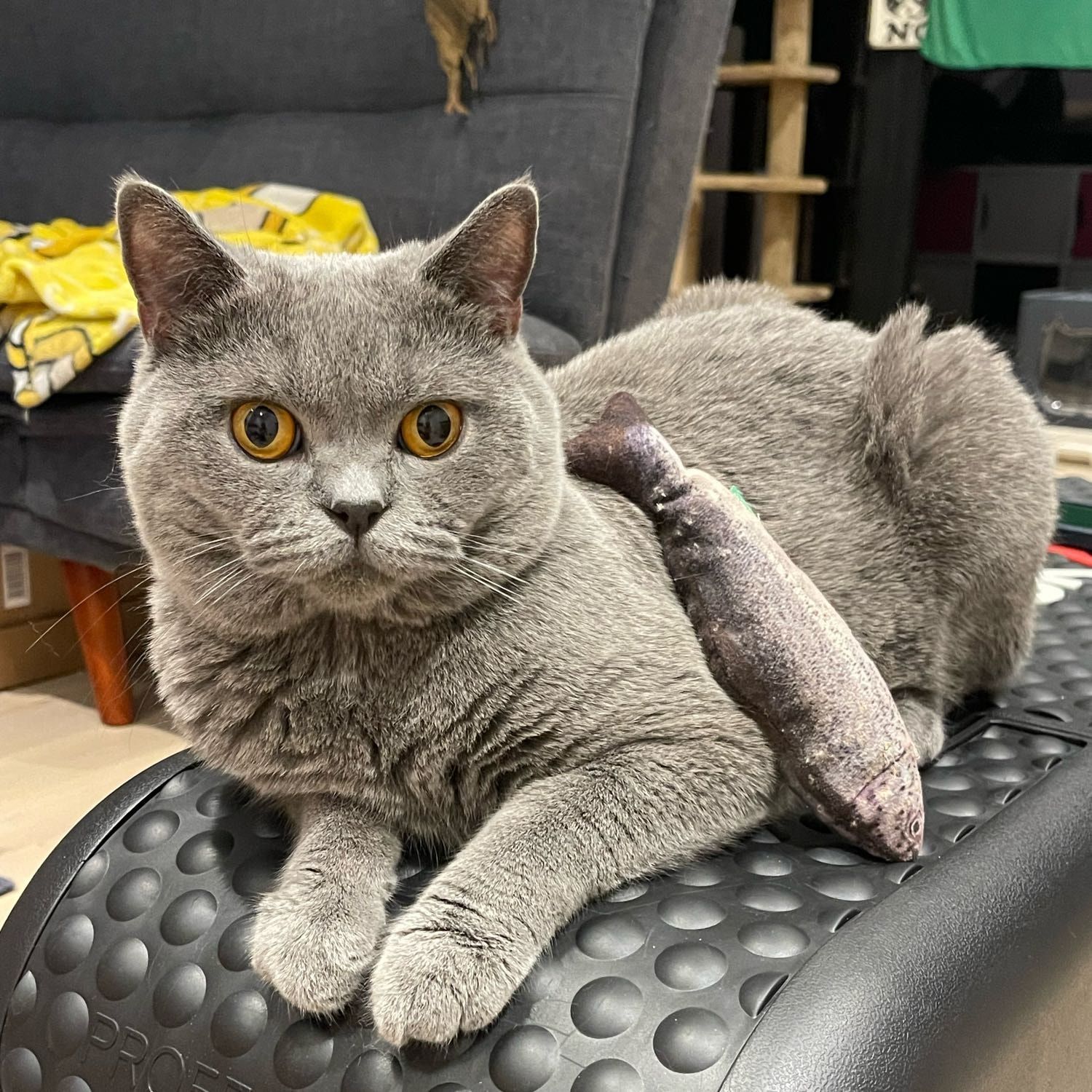 Portrait of Toro, the cat