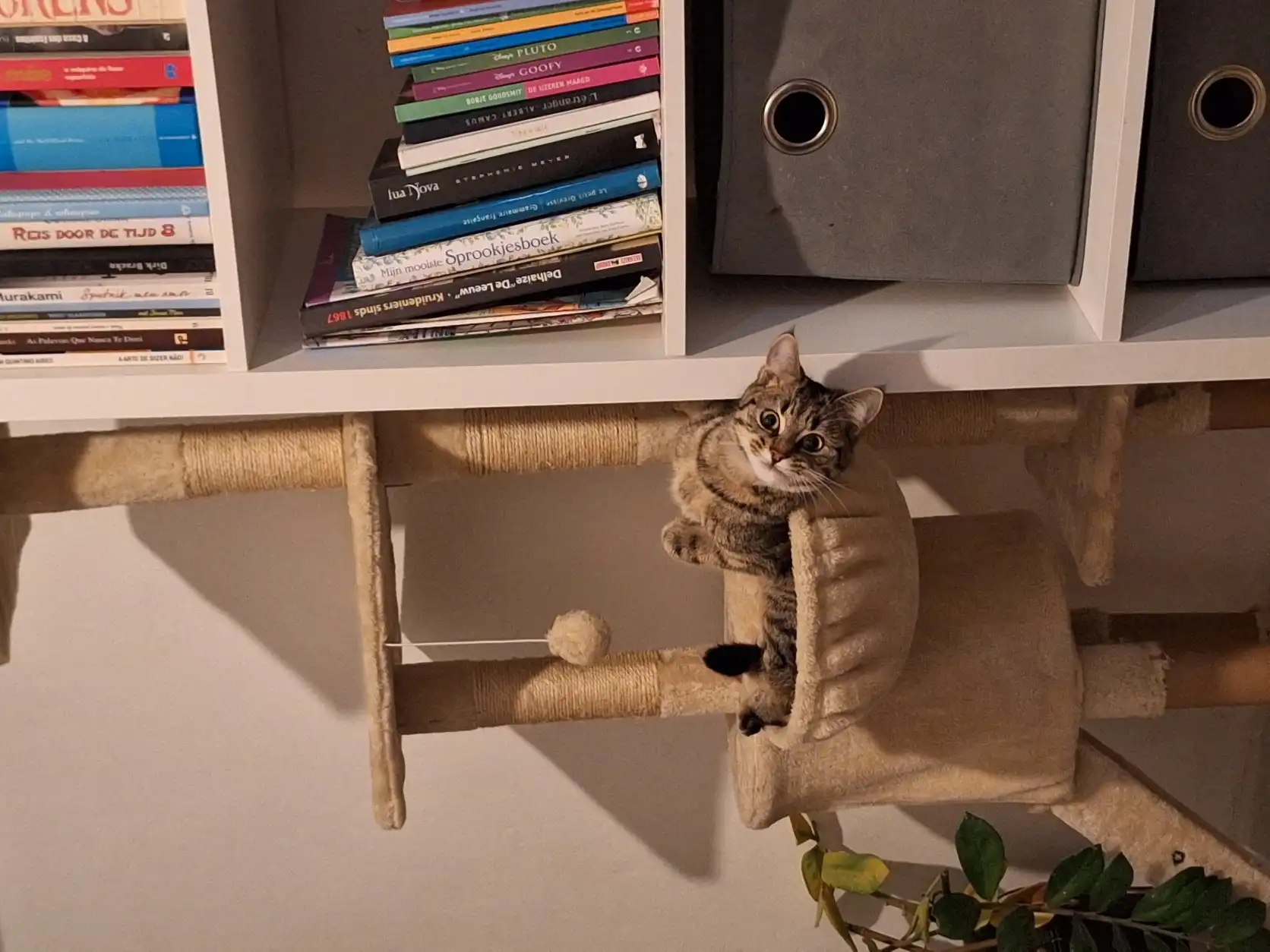 image-9