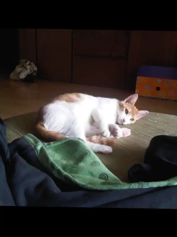 image-34