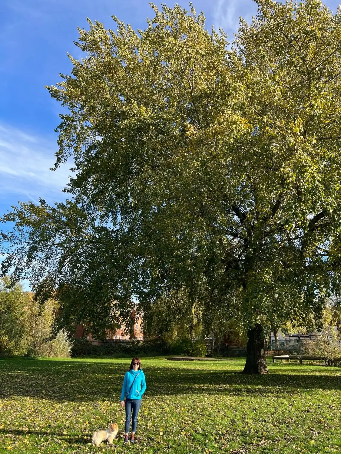 image-12