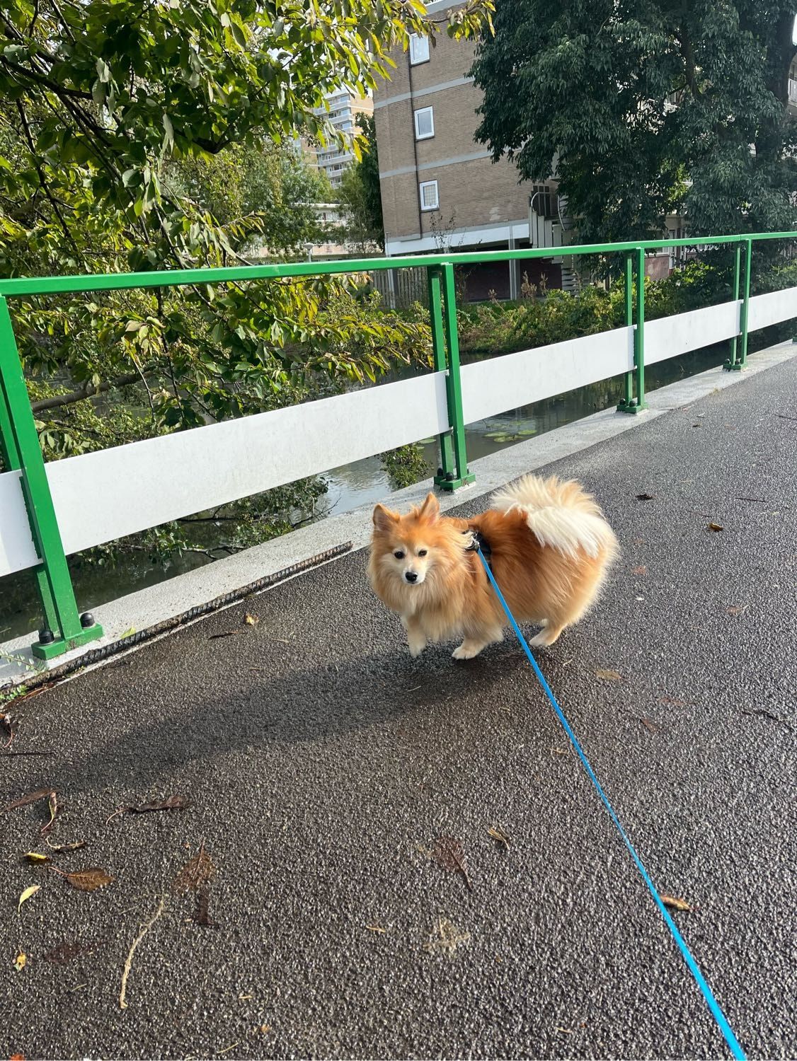 image-9