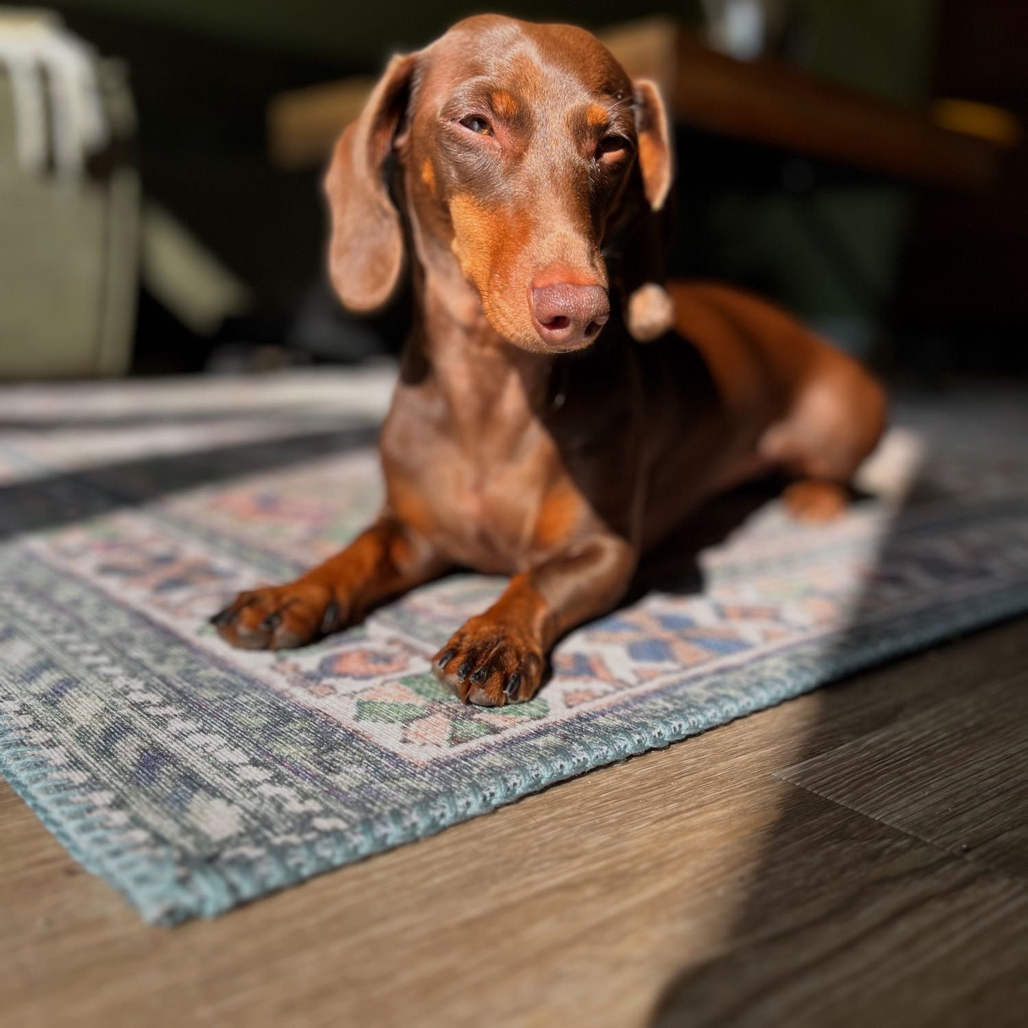 Portretfoto van Juno, de dog