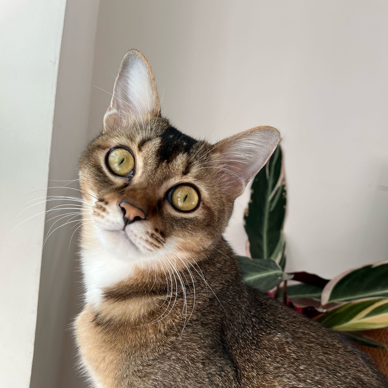 Portrait of 7 up, the cat