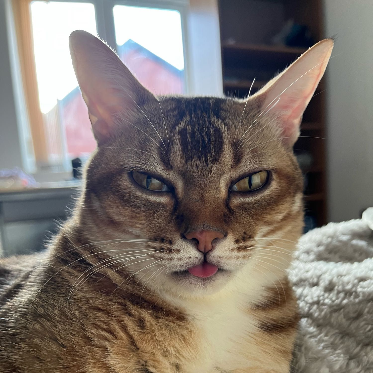 Portrait of 6 Jai , the cat
