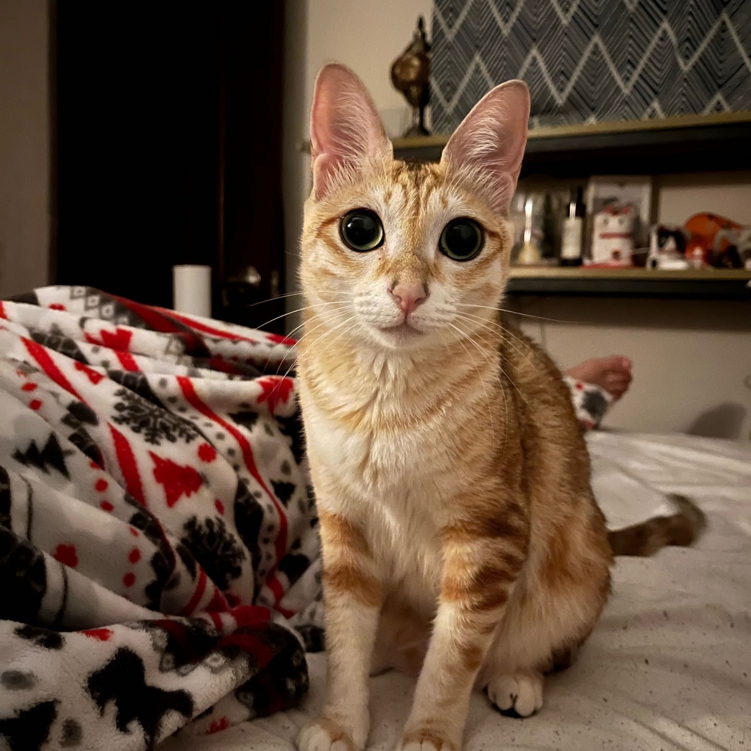 Portrait of 8 yuet , the cat