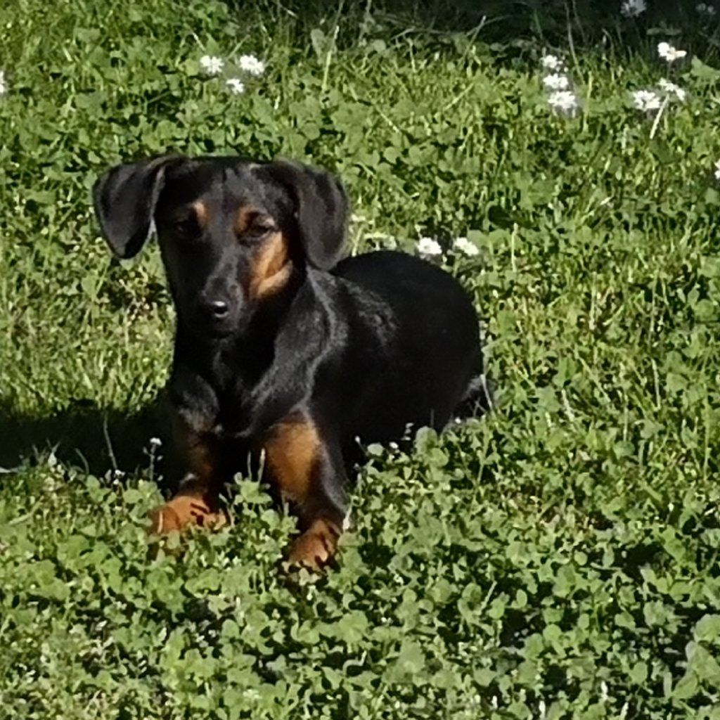 Foto di Frida, il dog