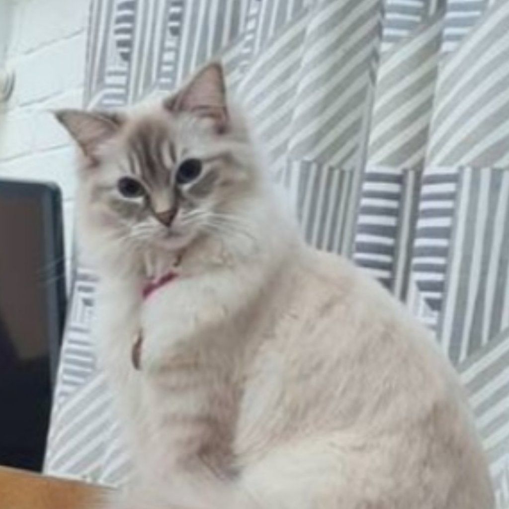 Portrait of Lucy, the cat