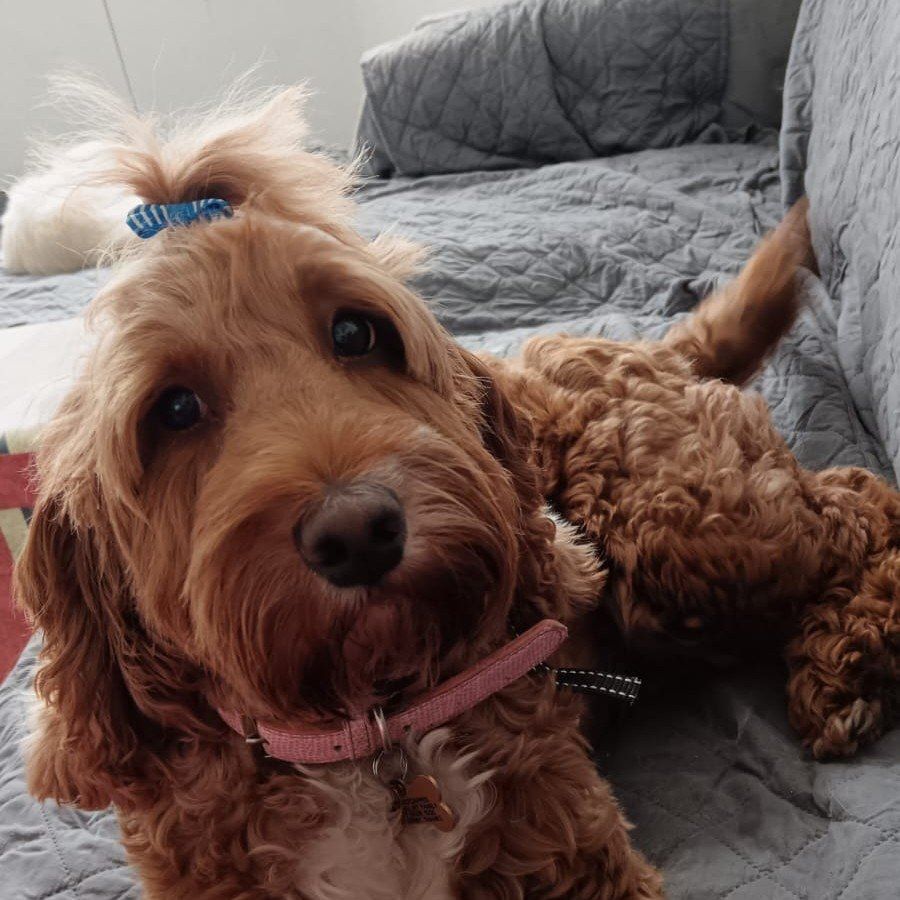 Portrait of Lily, the dog