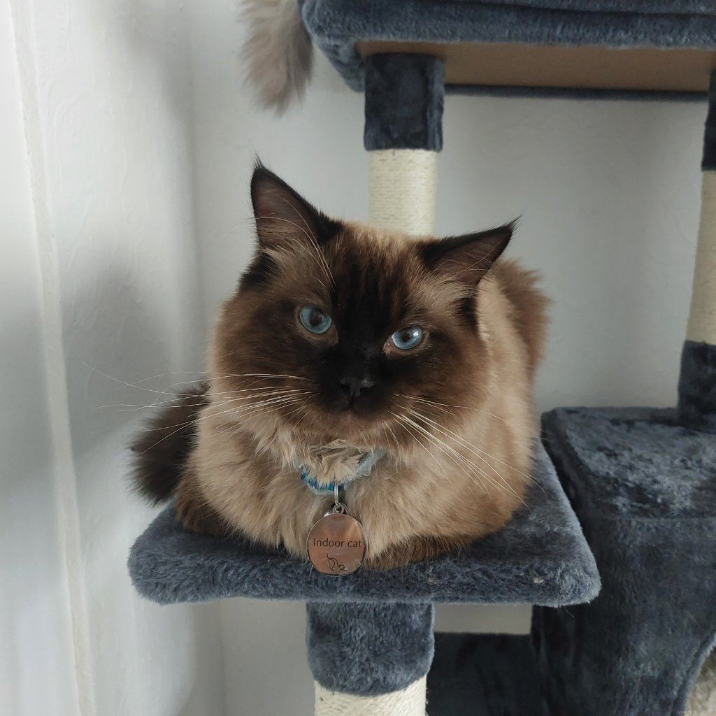 Portrait of Charlie, the cat