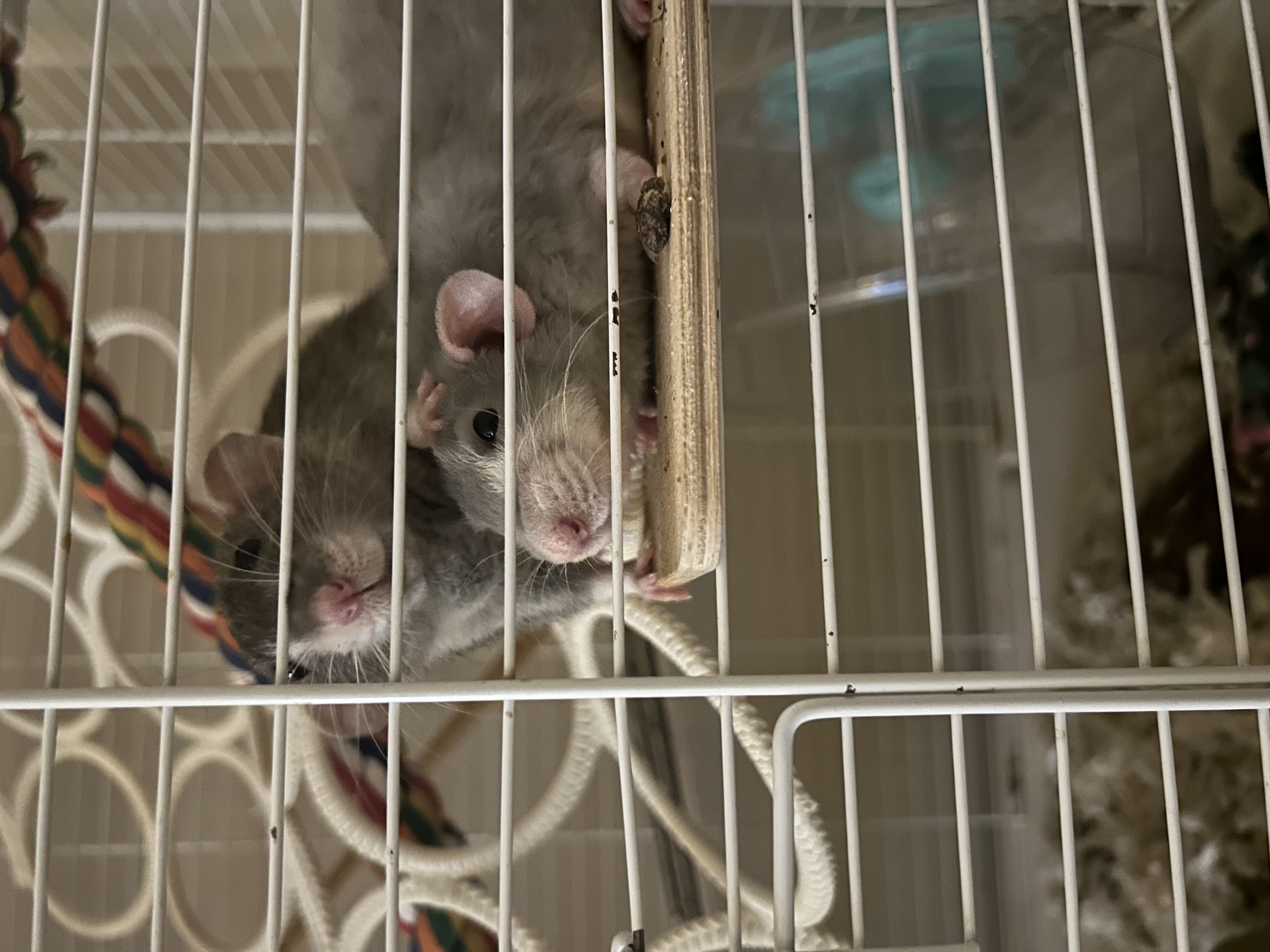 image-8