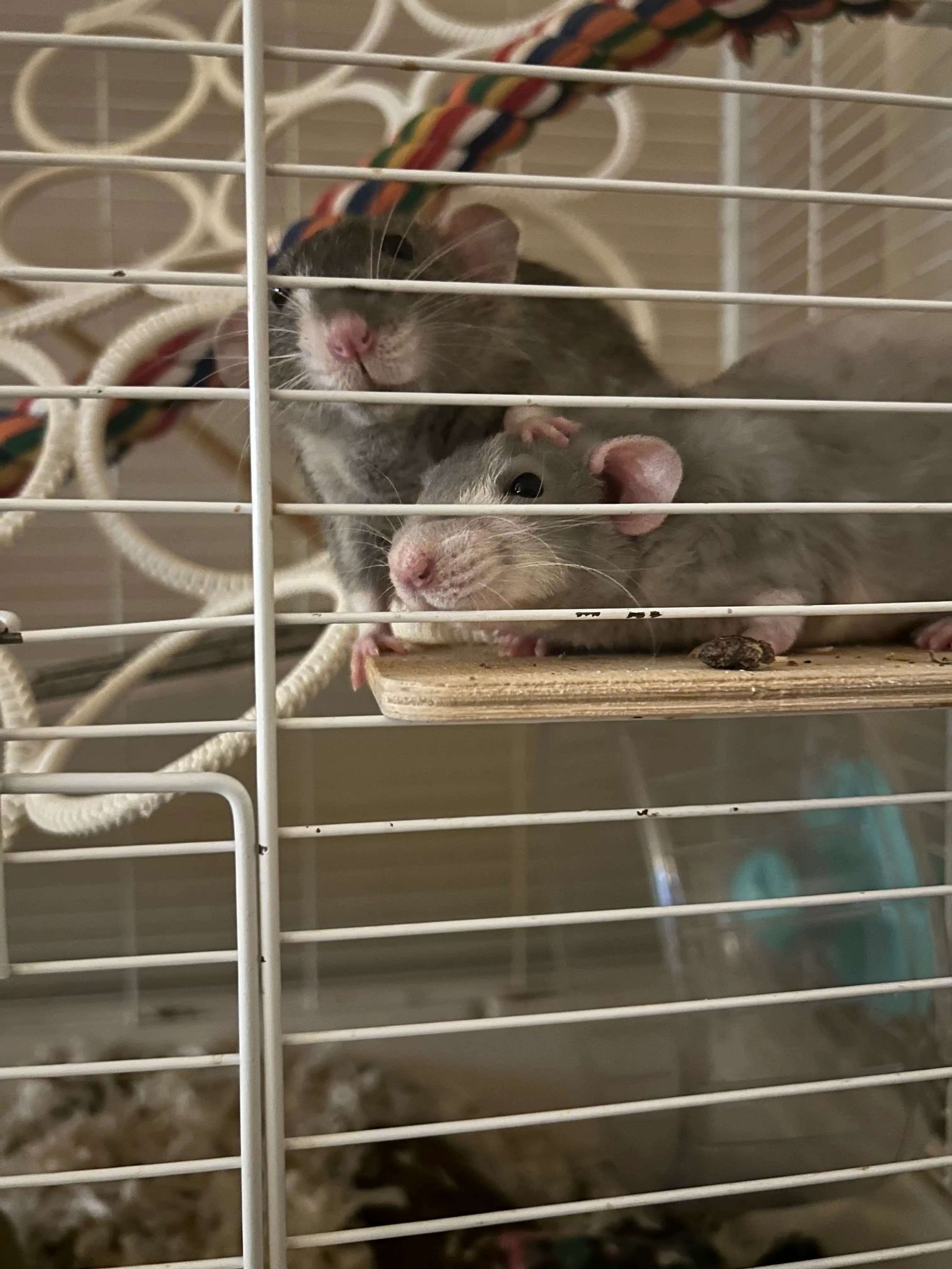 image-8