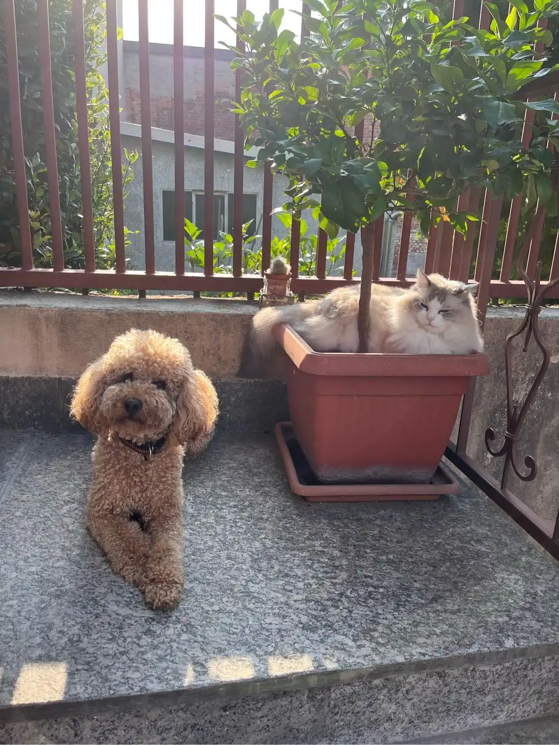 image-5