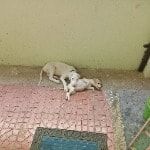 Portrait of Chocco and Oreo , the dog