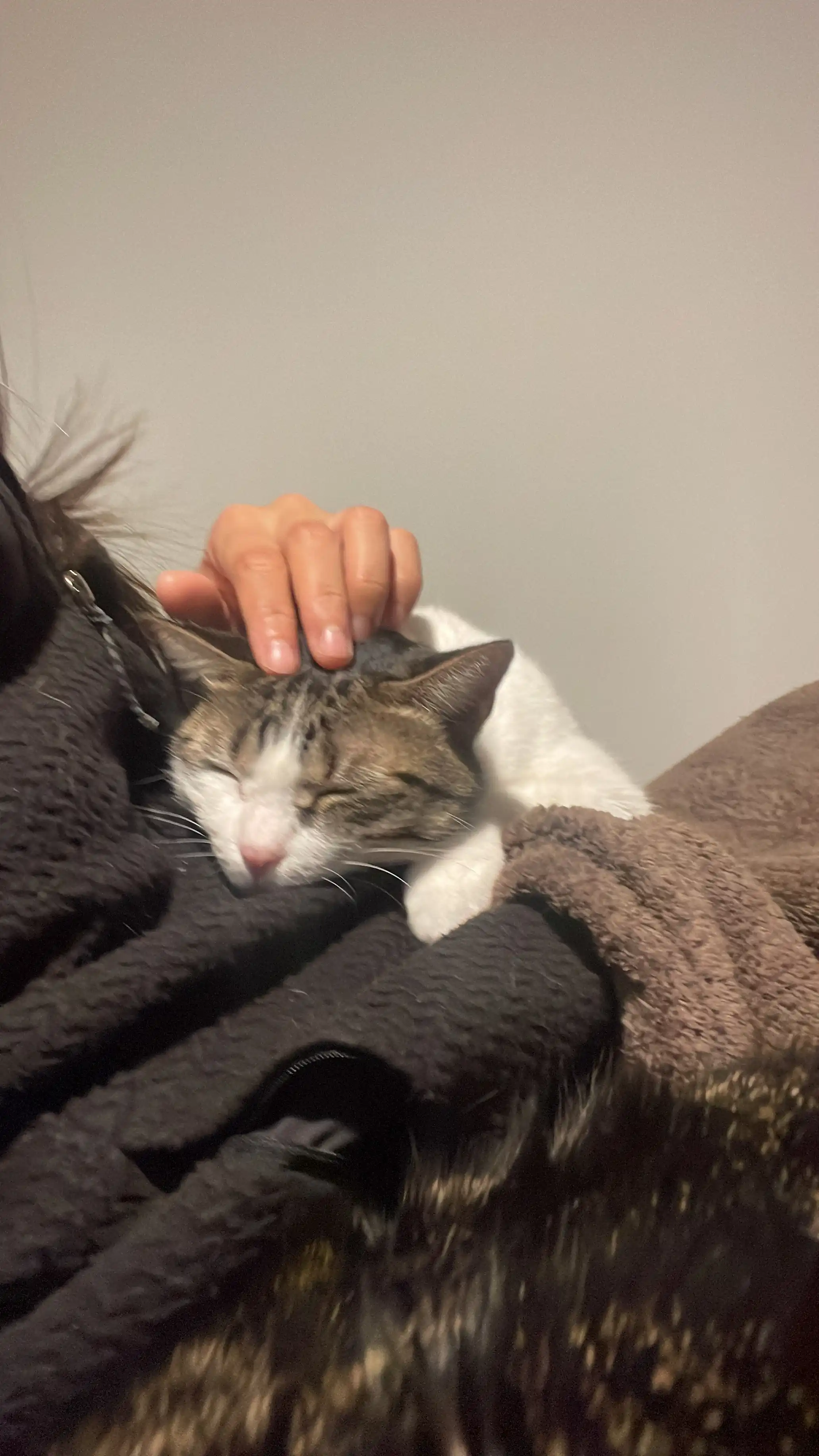 image-7