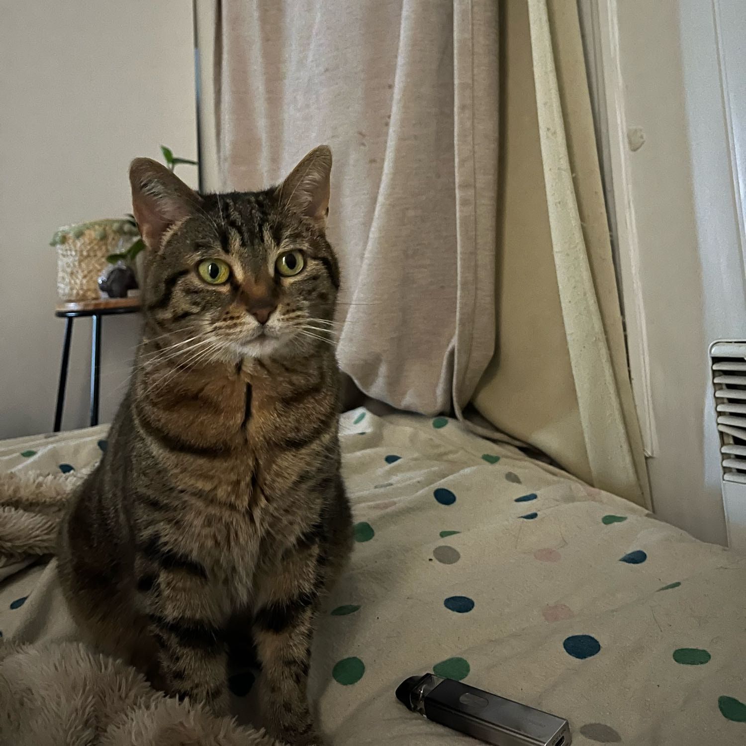 Portrait de Cindy , la cat