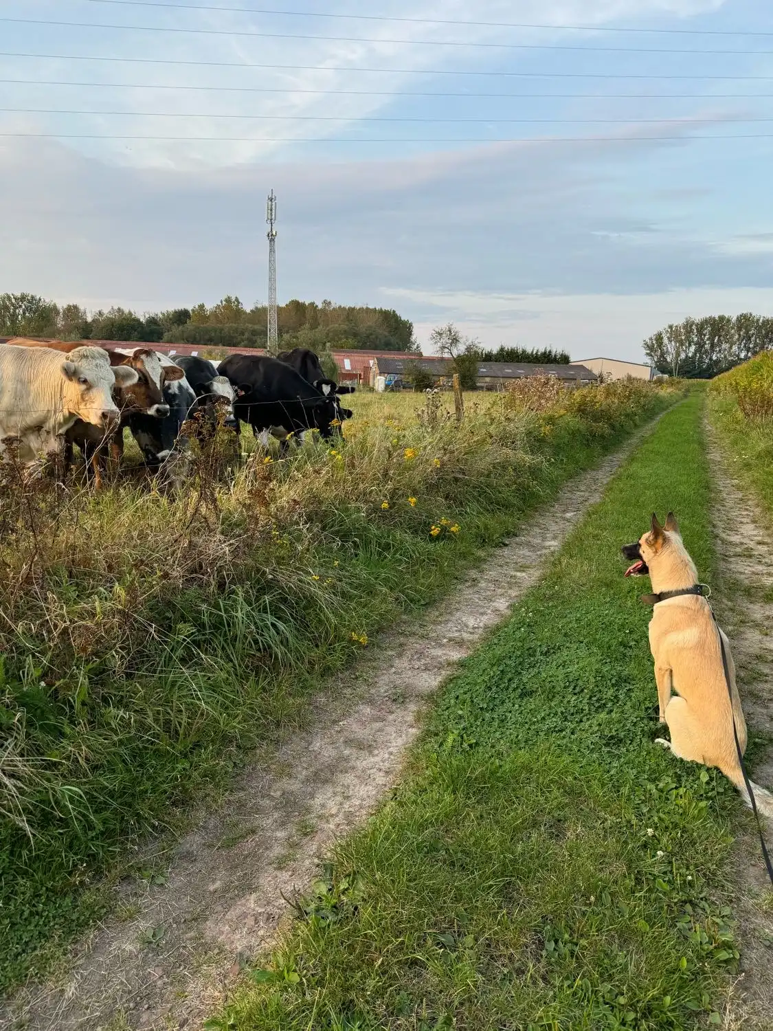 image-16