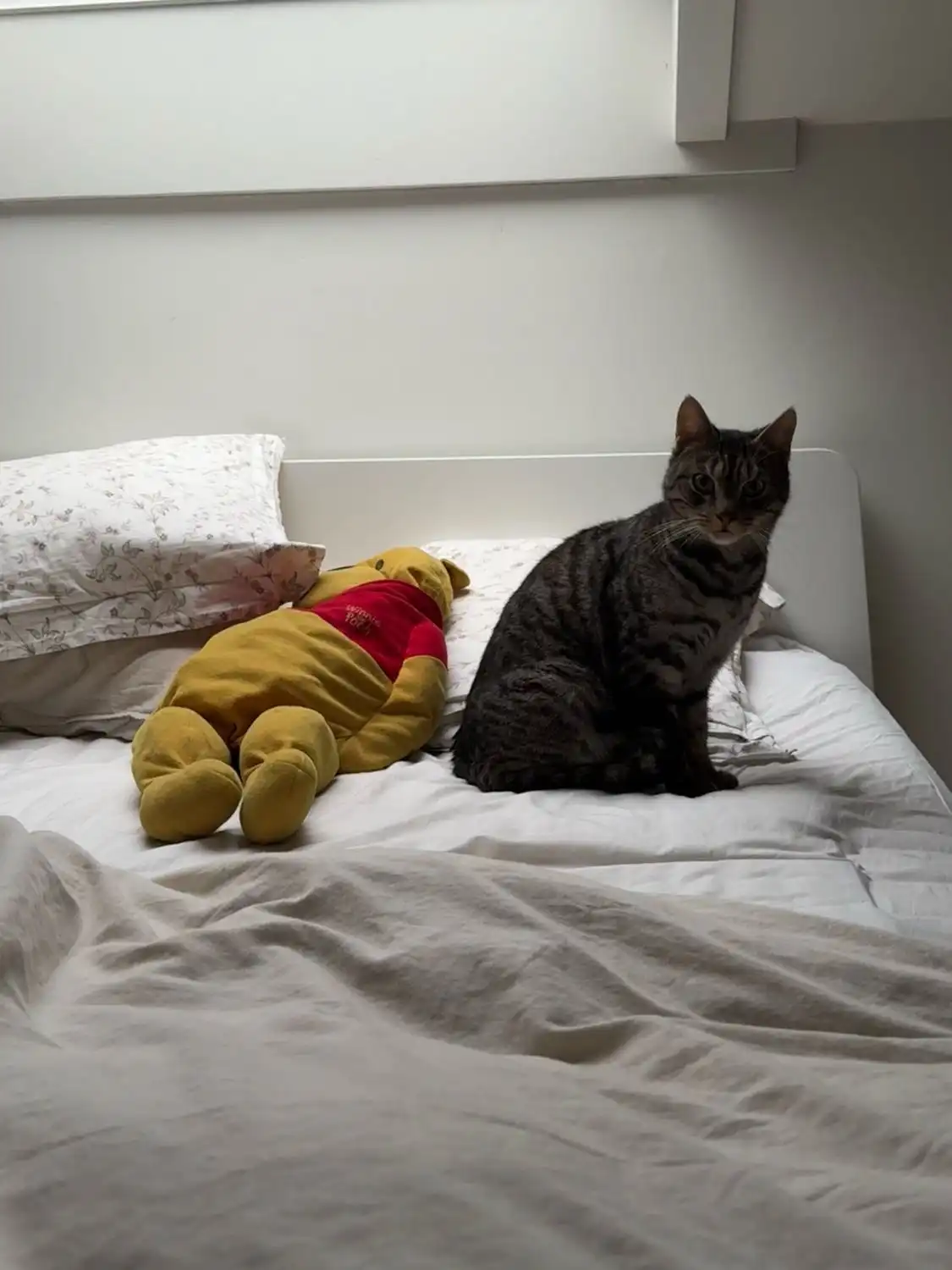 image-7