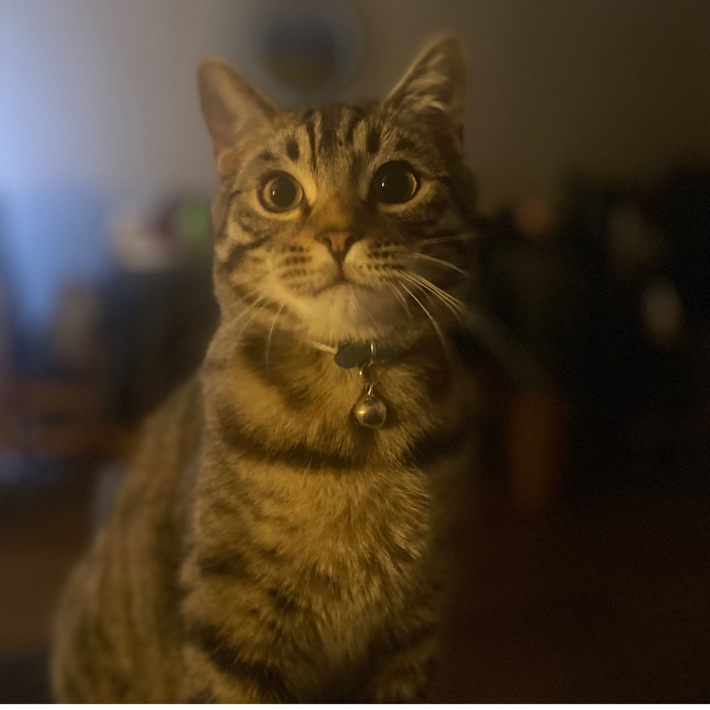 Portrait of Solo , the cat
