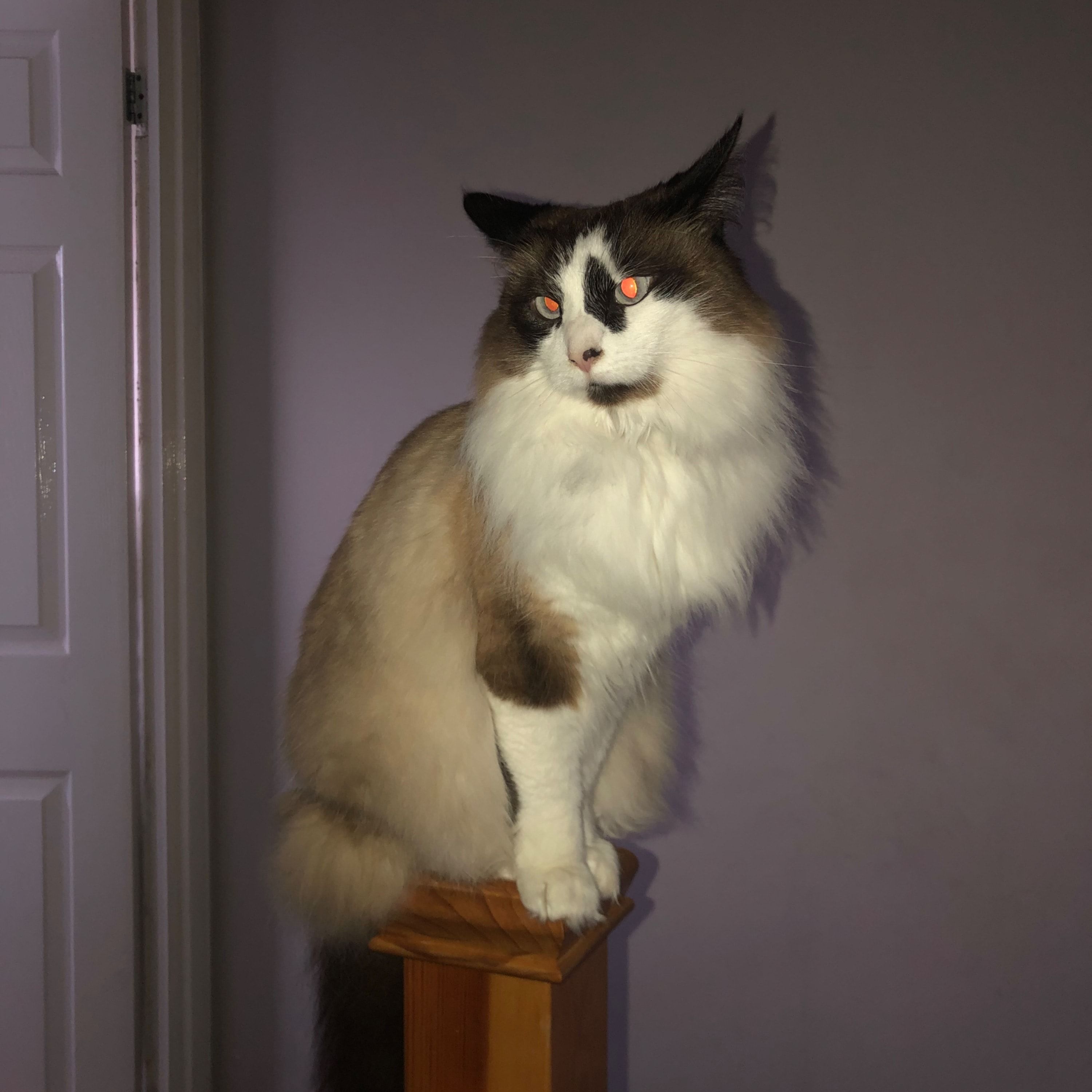 Portrait of Peanut , the cat