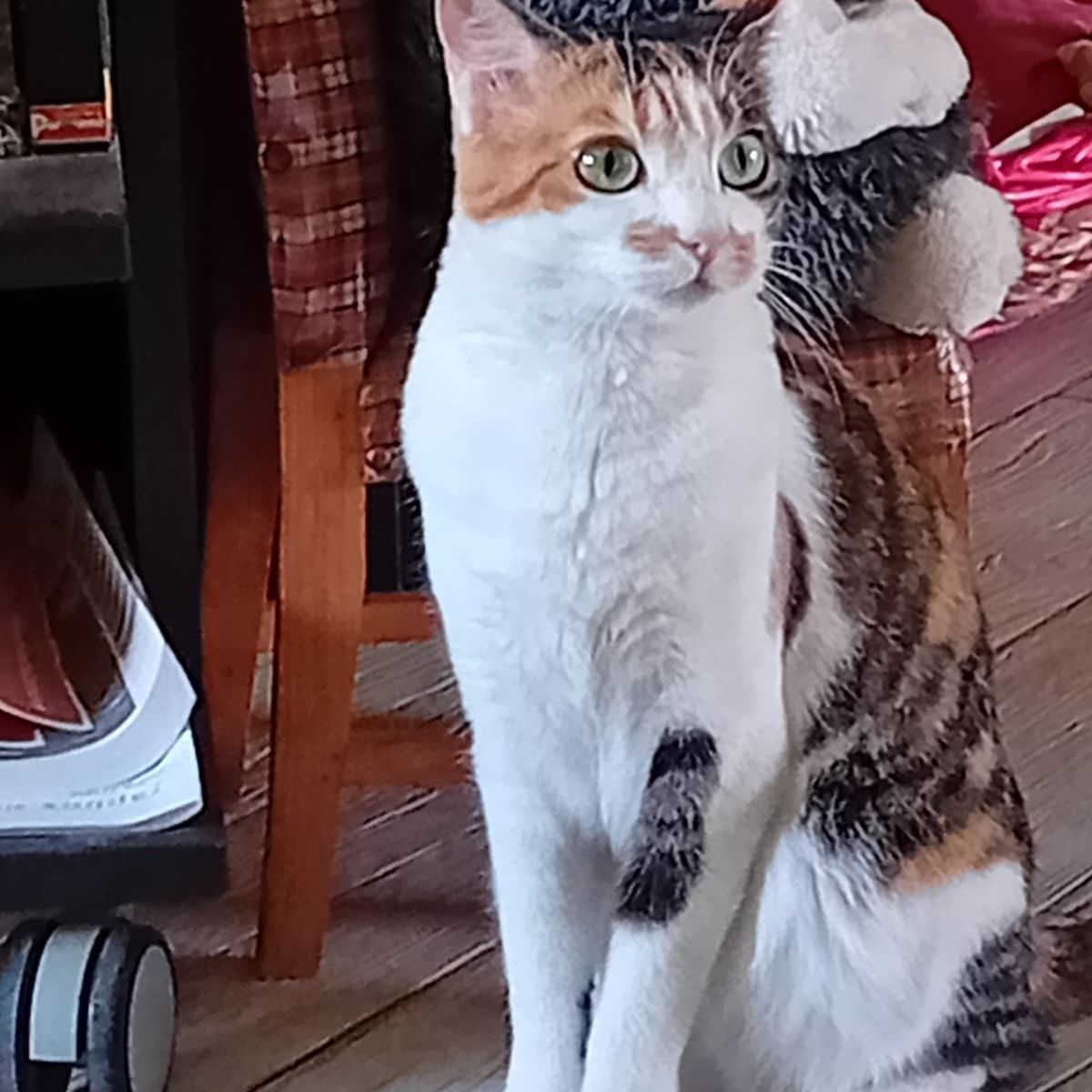 Foto di Sissi, il cat