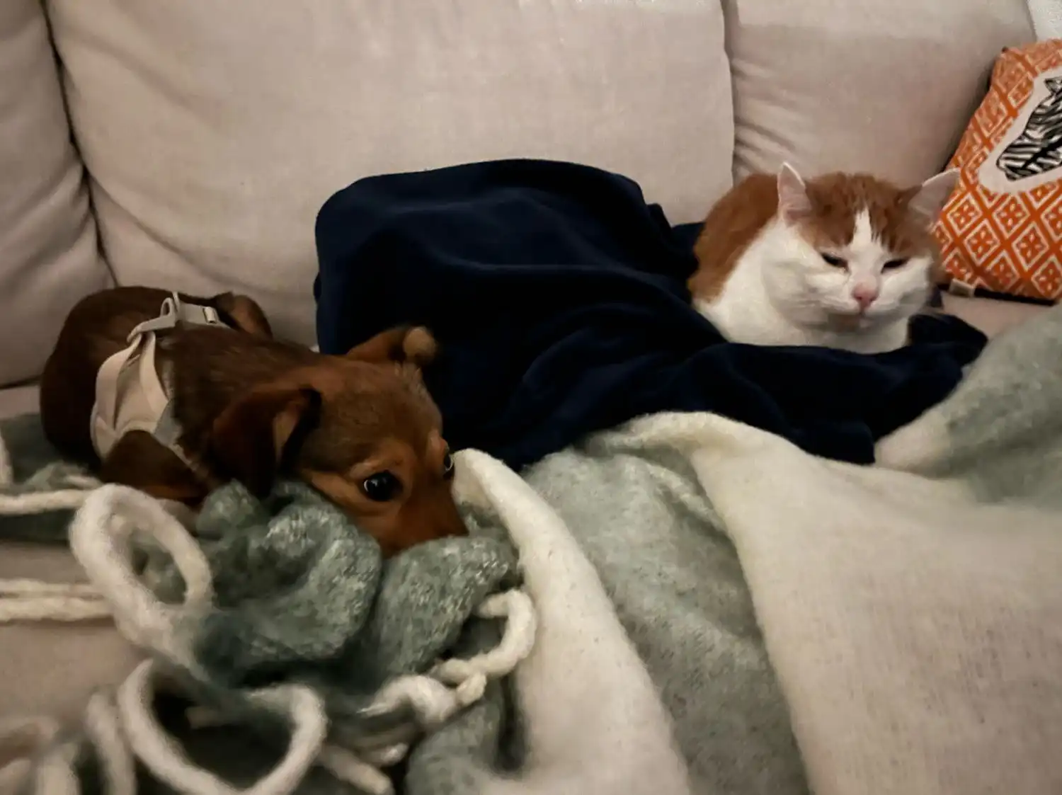 image-5