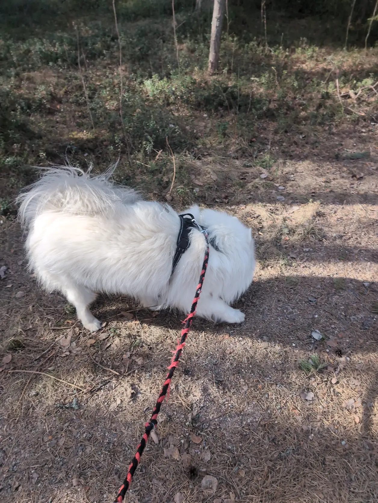 image-2
