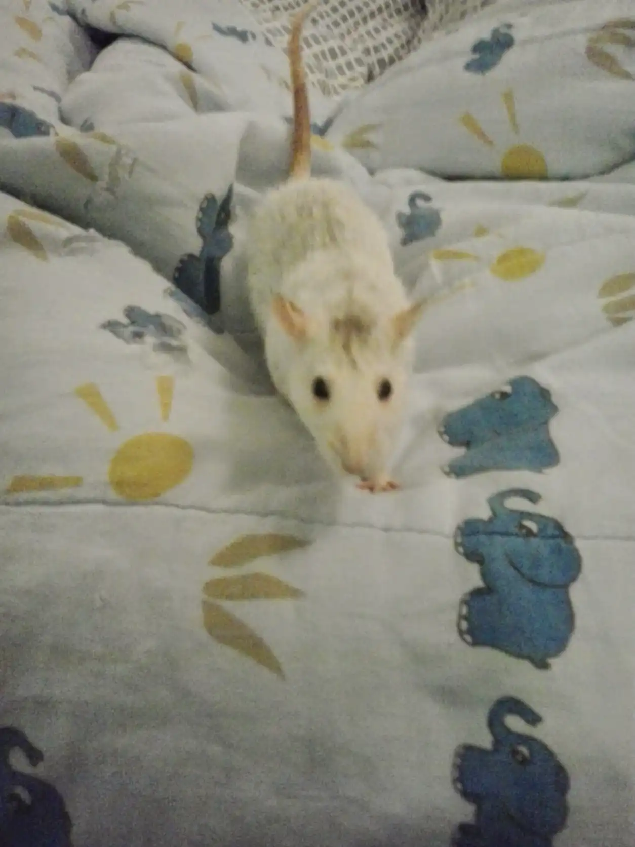 image-10