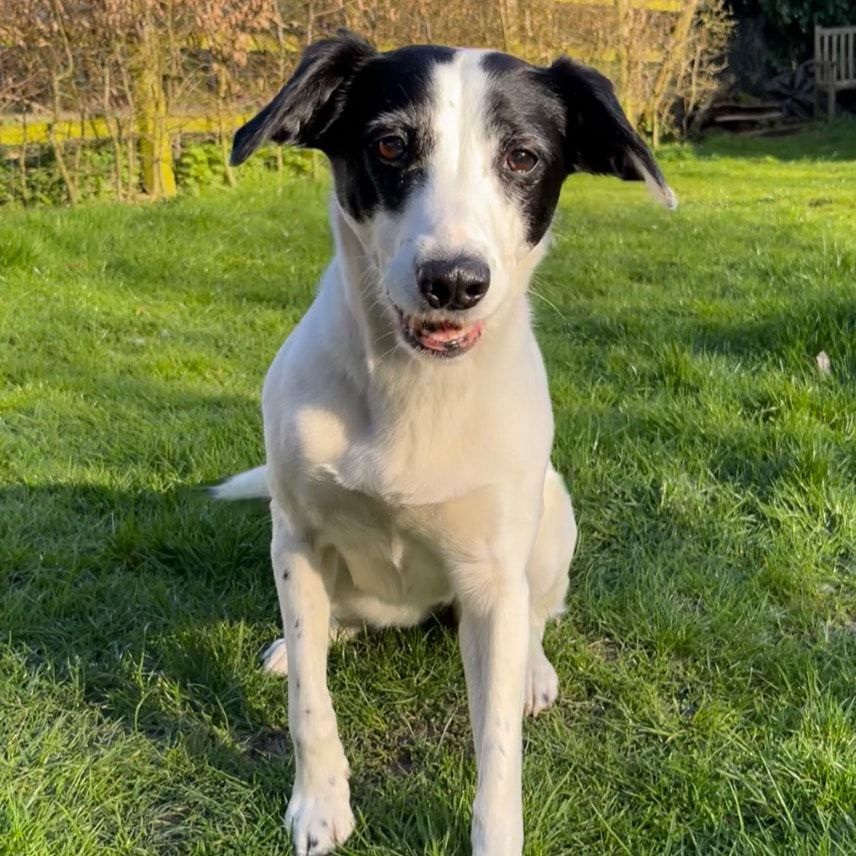 Portrait of Panda, the dog