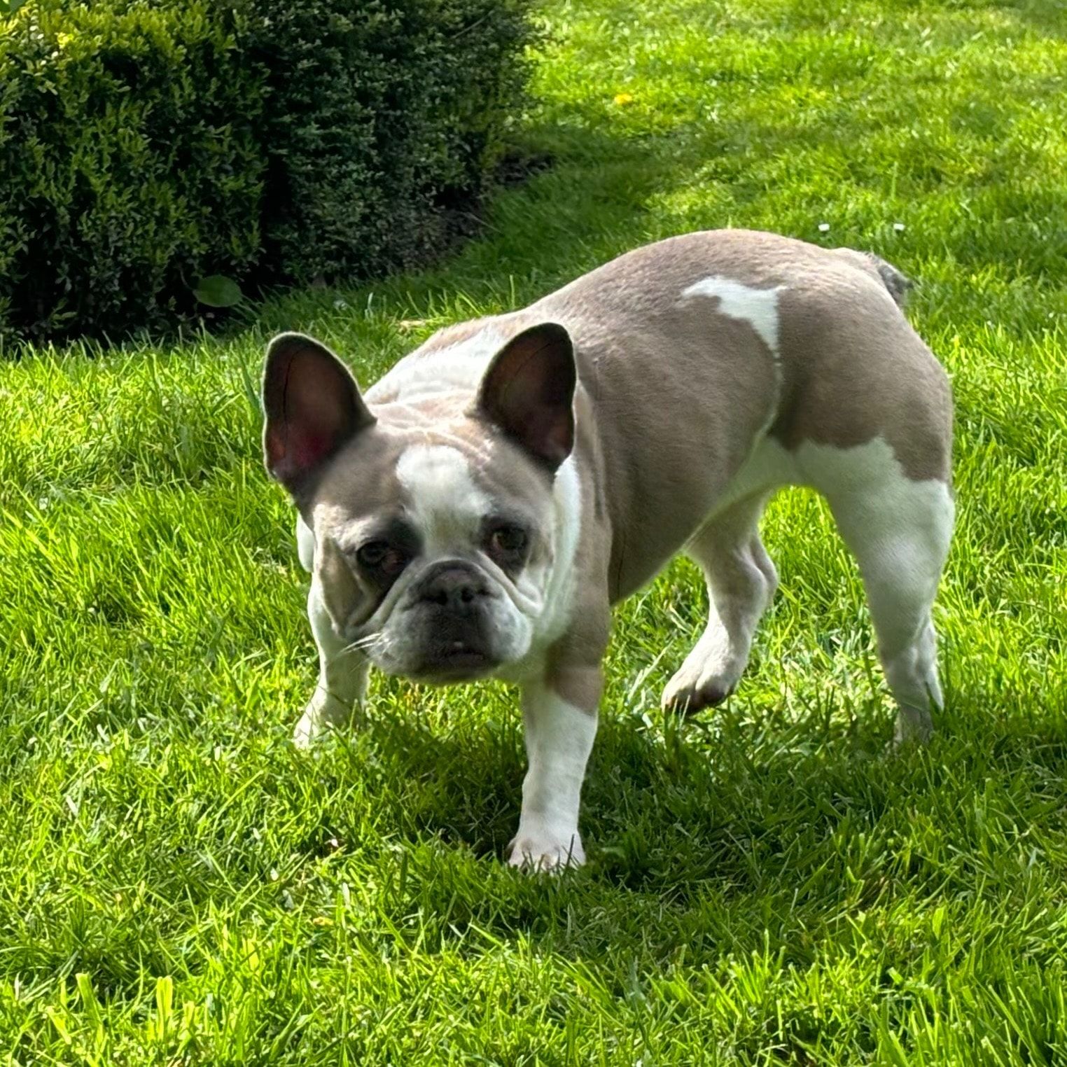 Portrait of DollyG, the dog