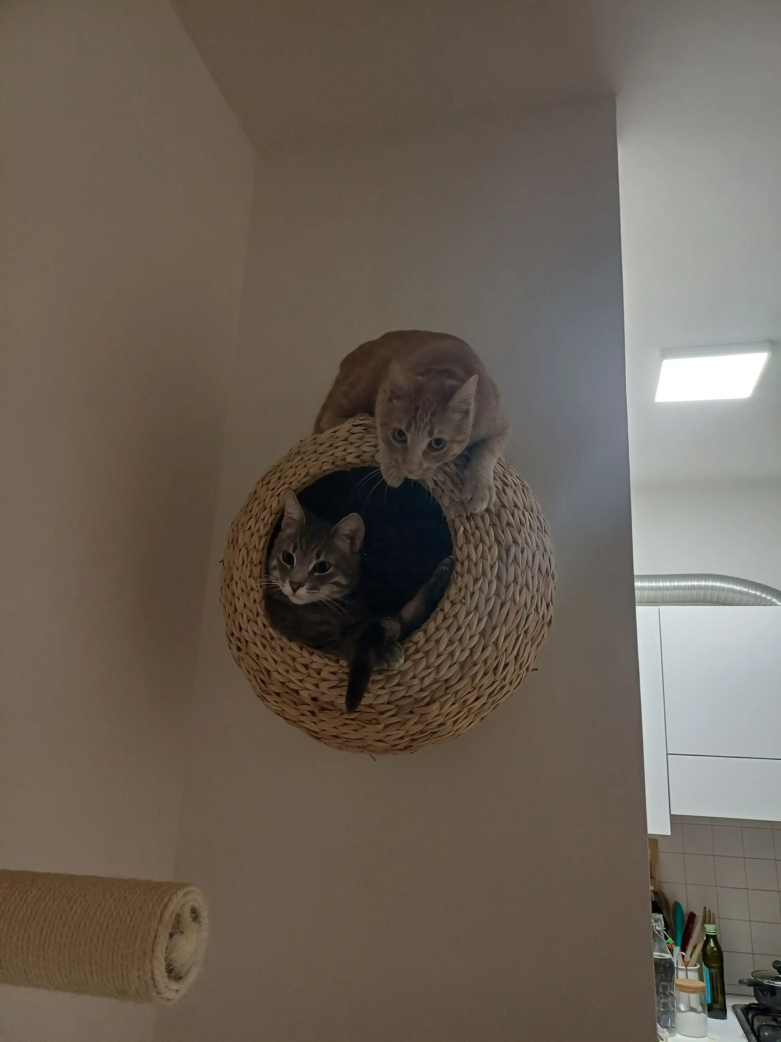 image-11