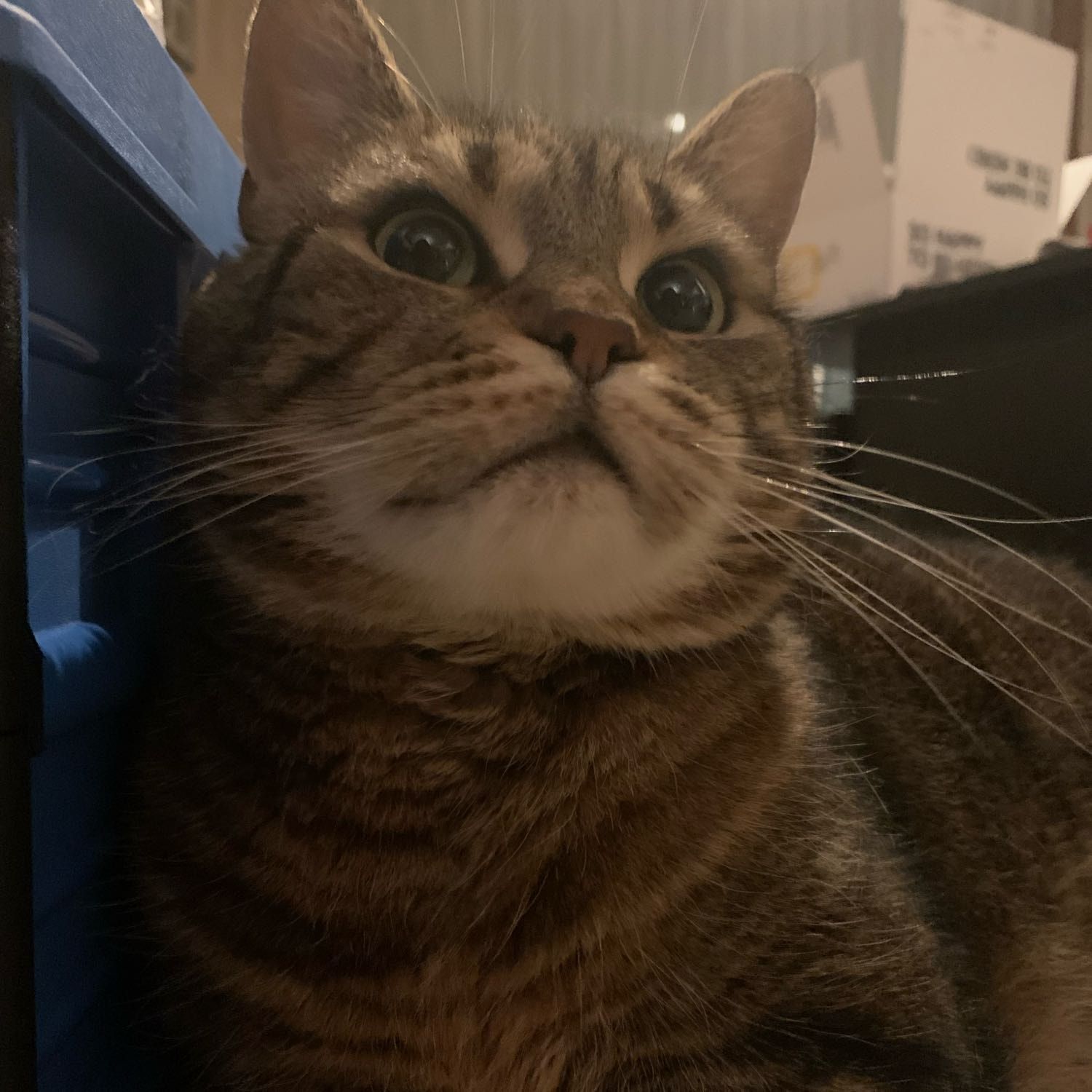Portrait de Chelsea, la cat