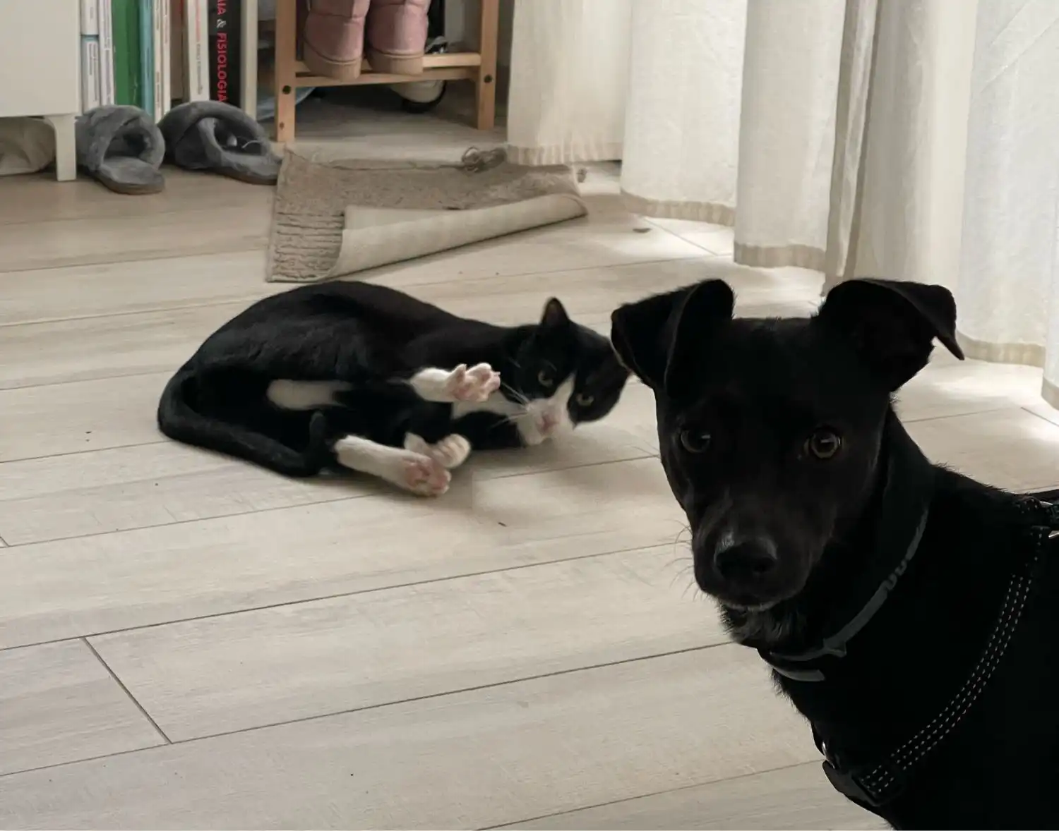 image-41