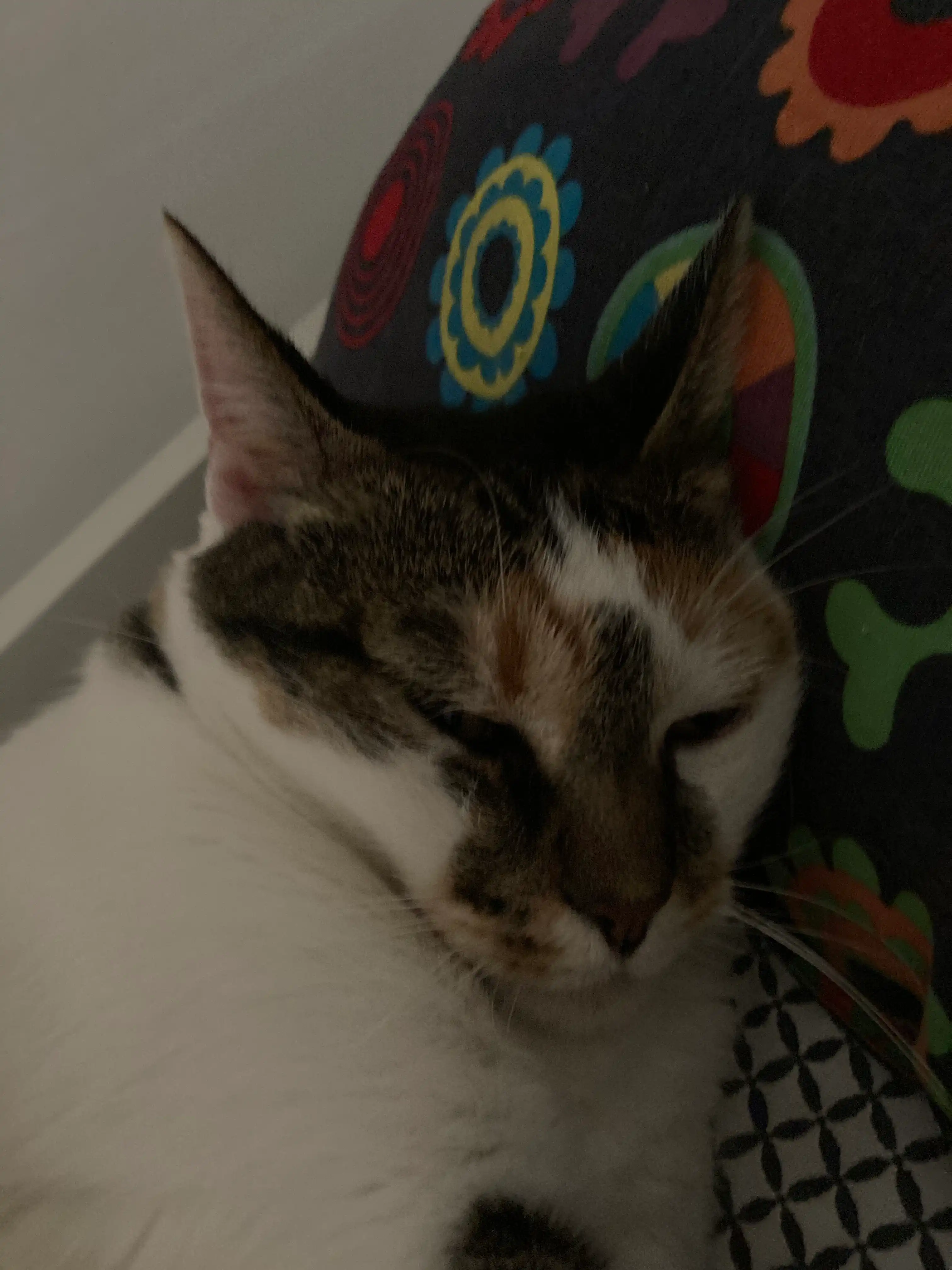 image-11