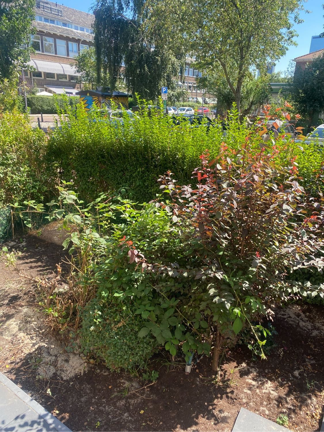 image-7