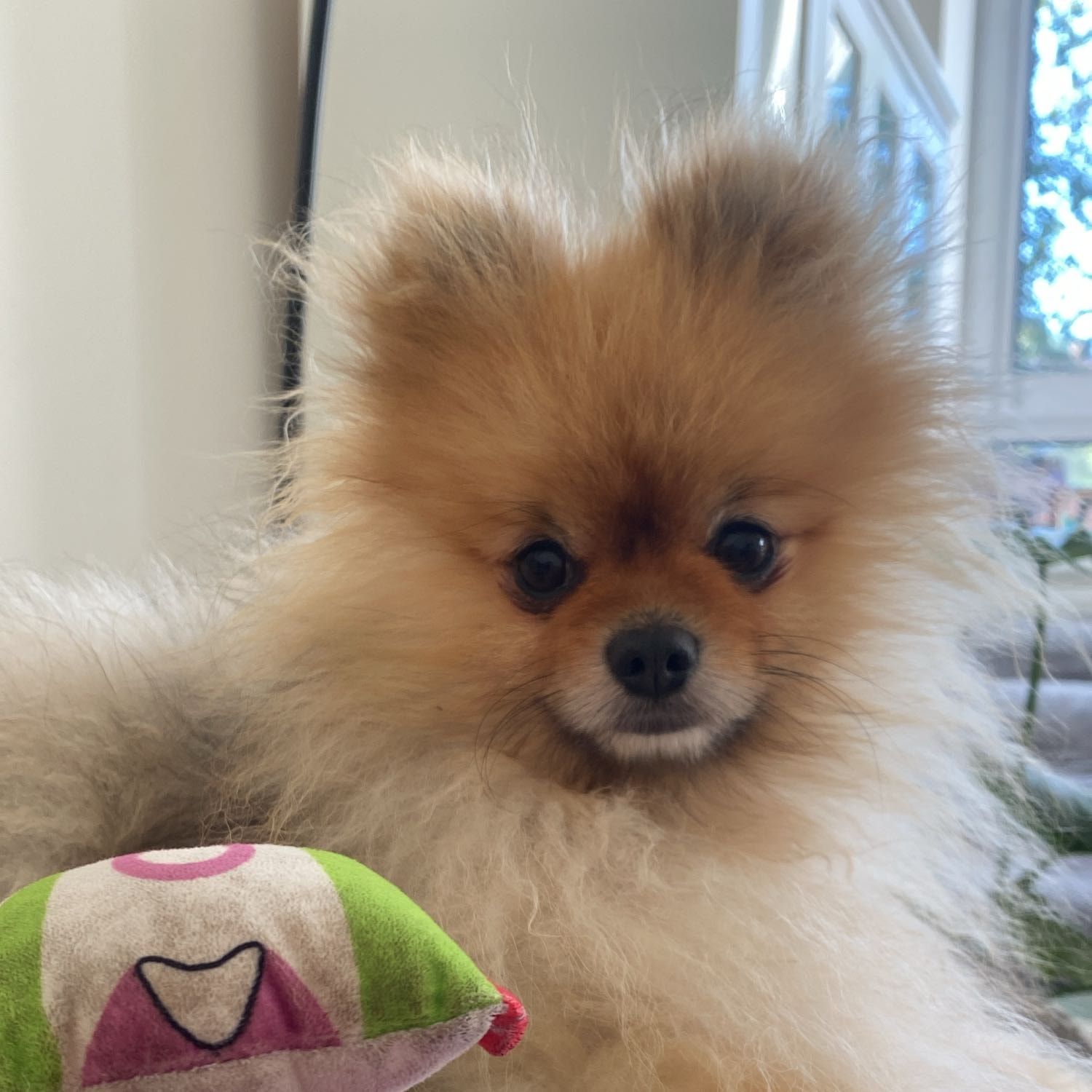 Portretfoto van pacoca , de dog