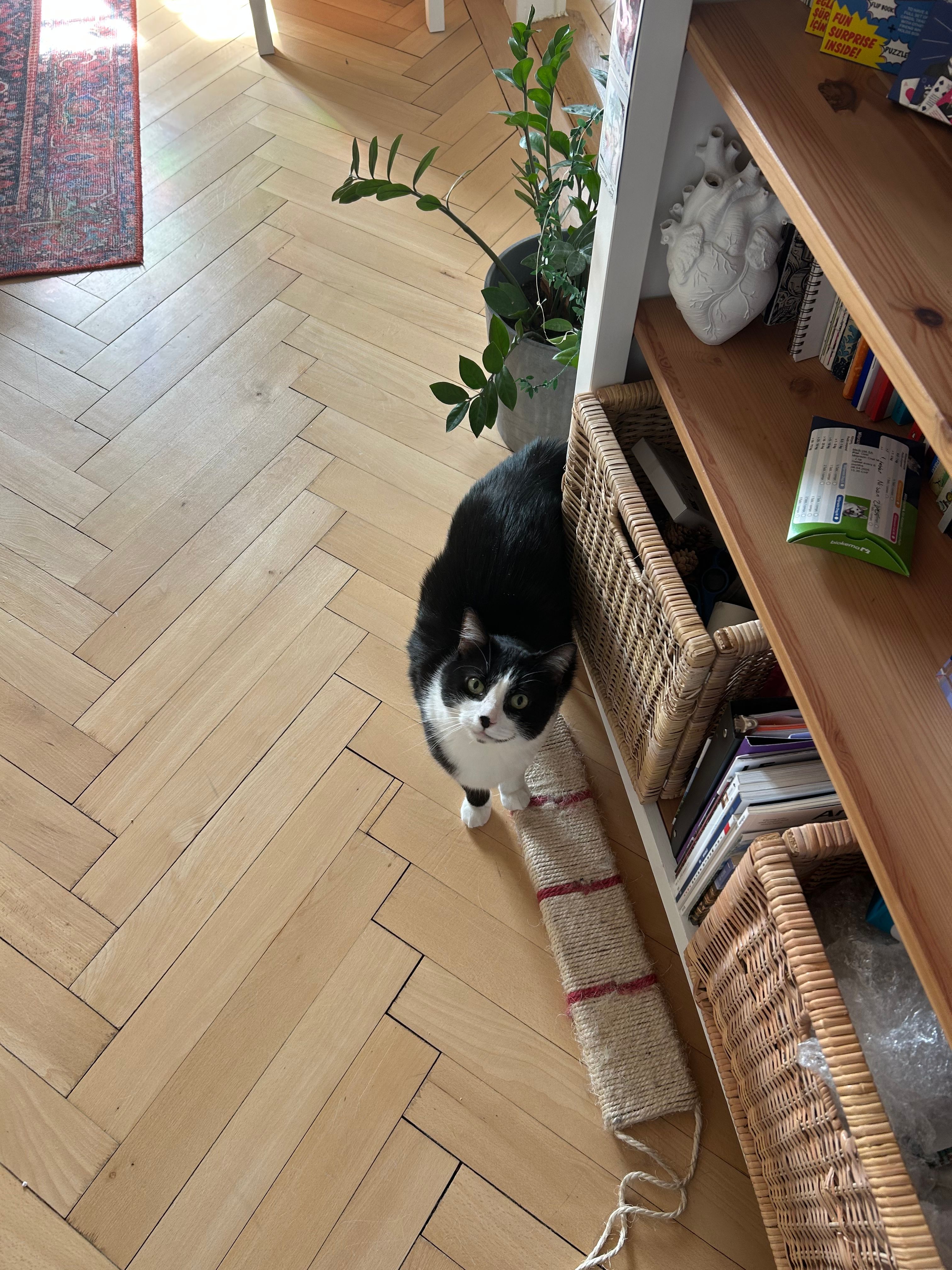 image-7