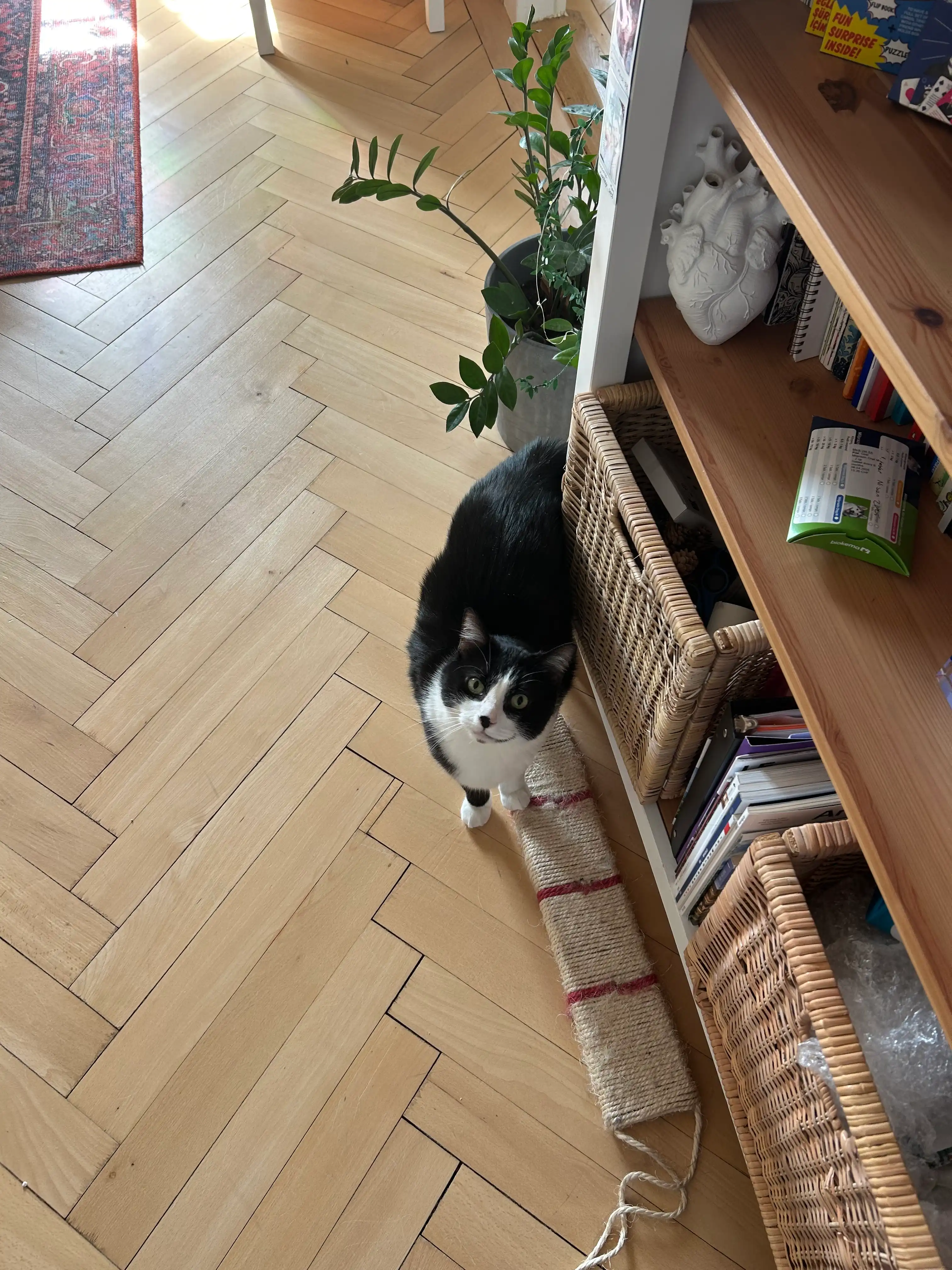 image-7