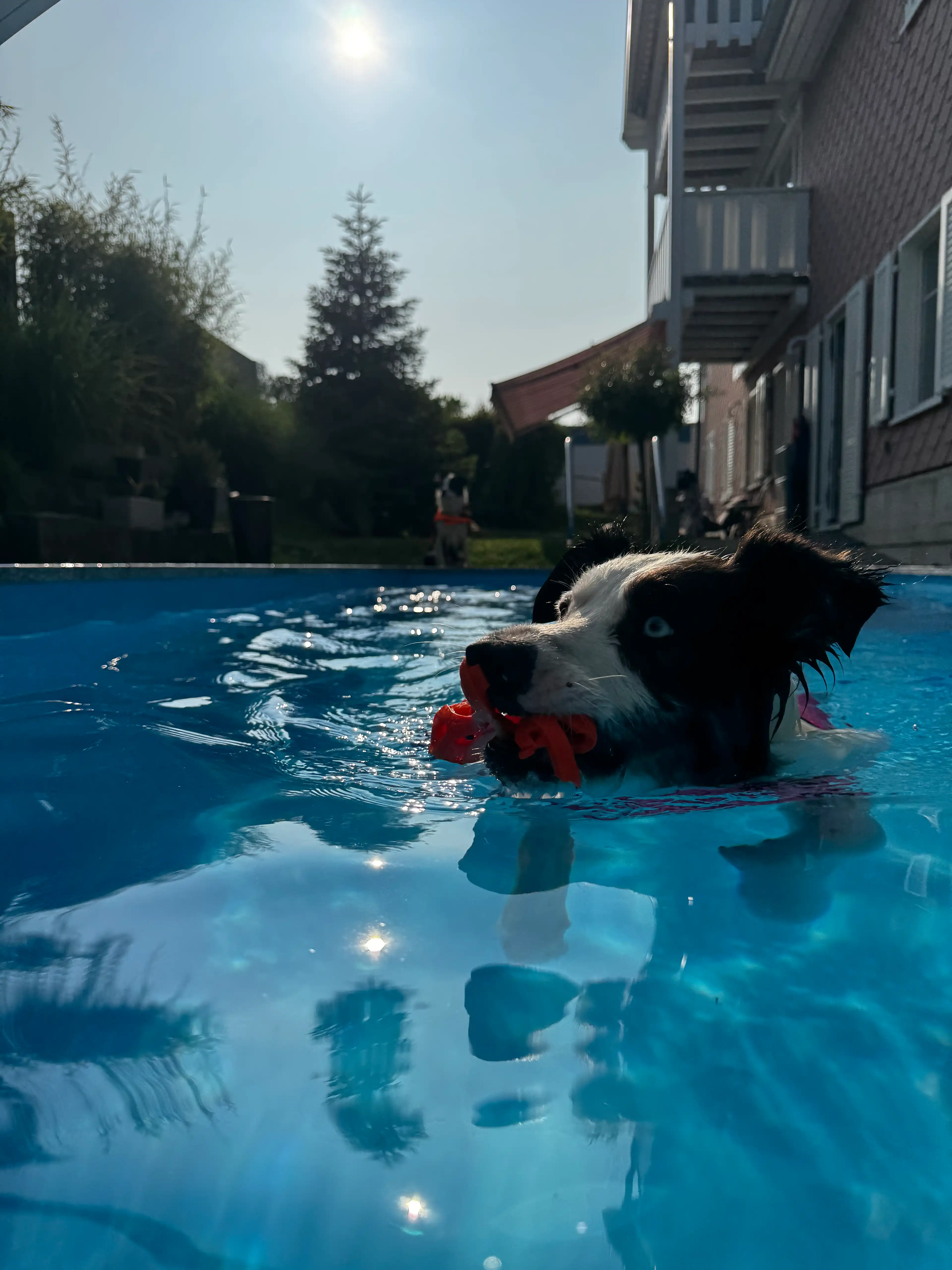 image-7