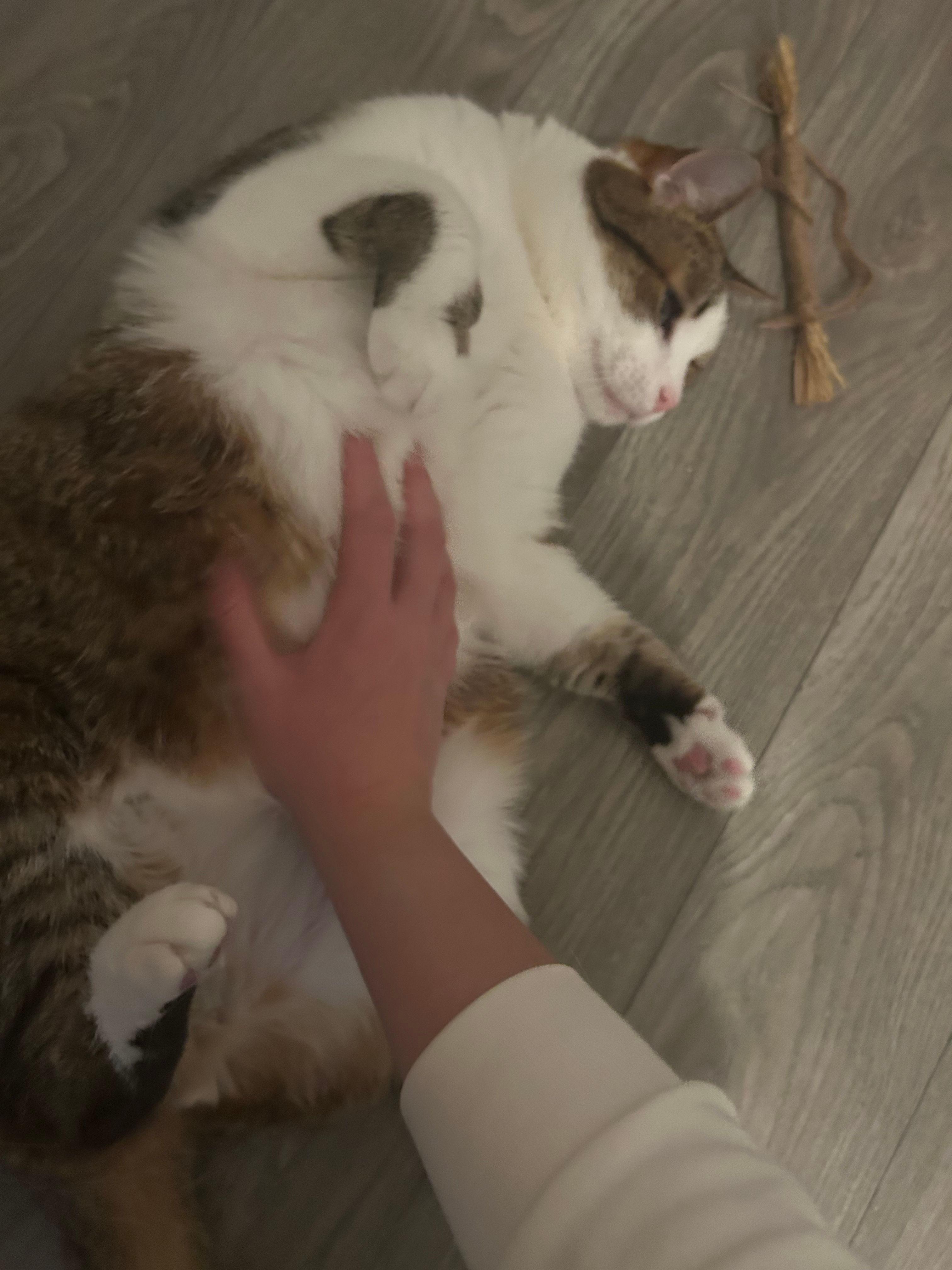 image-11