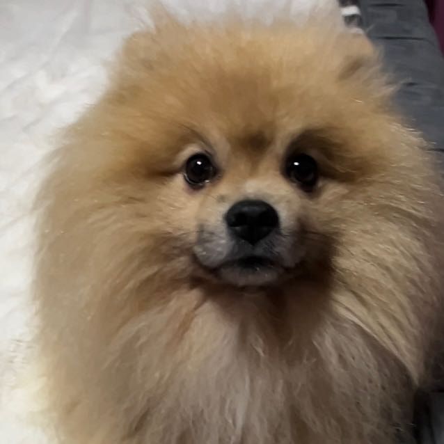 Portrait of Vinnie, the dog