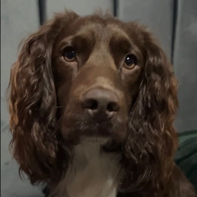 Portrait of Cody, the dog