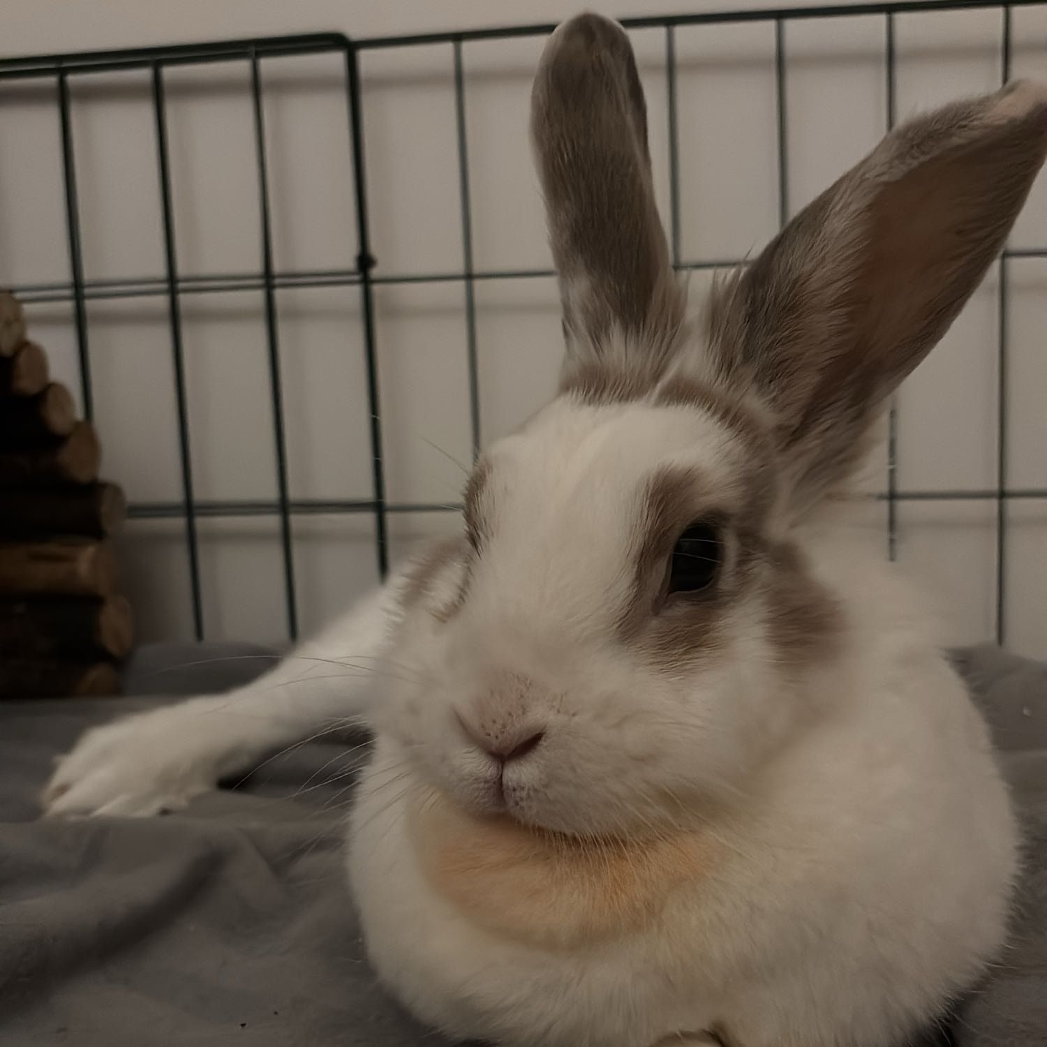 Della - rabbit