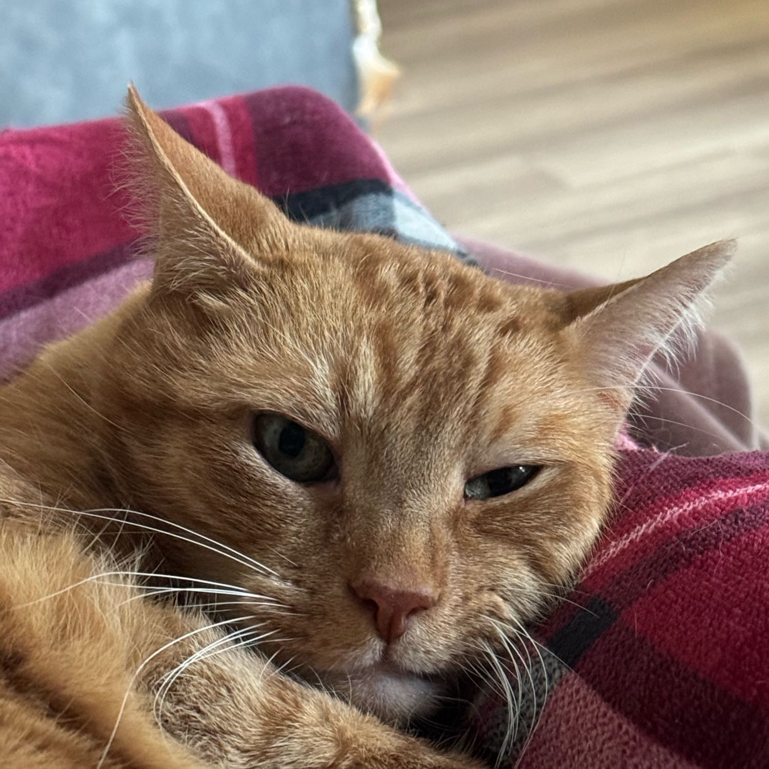 Portretfoto van Morris, de cat