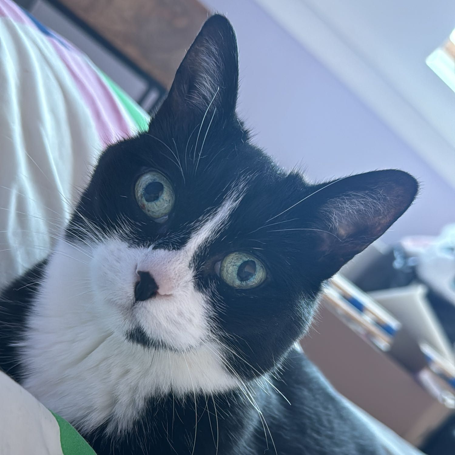 Portretfoto van Minoes, de cat