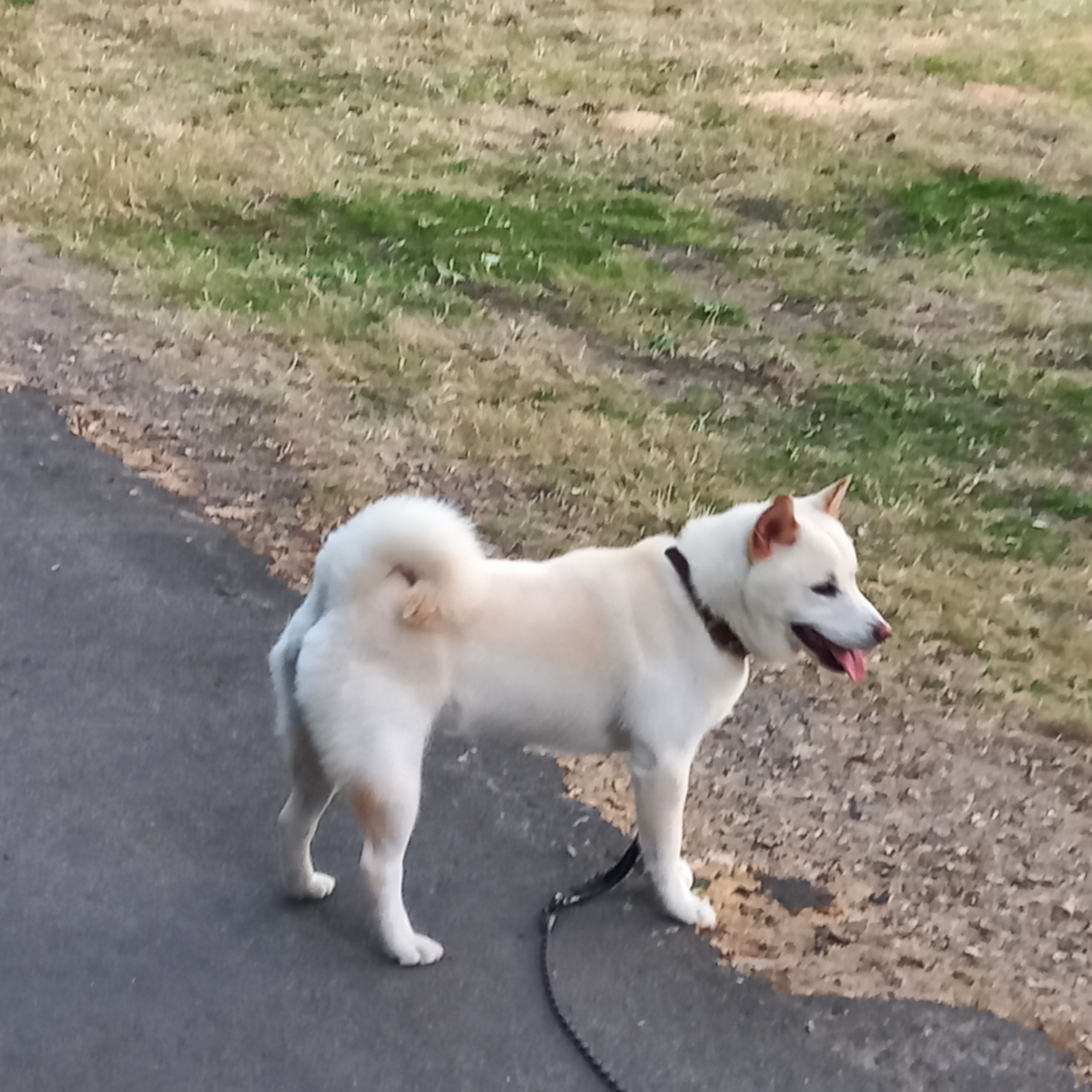 Portrait de Yuki, la dog