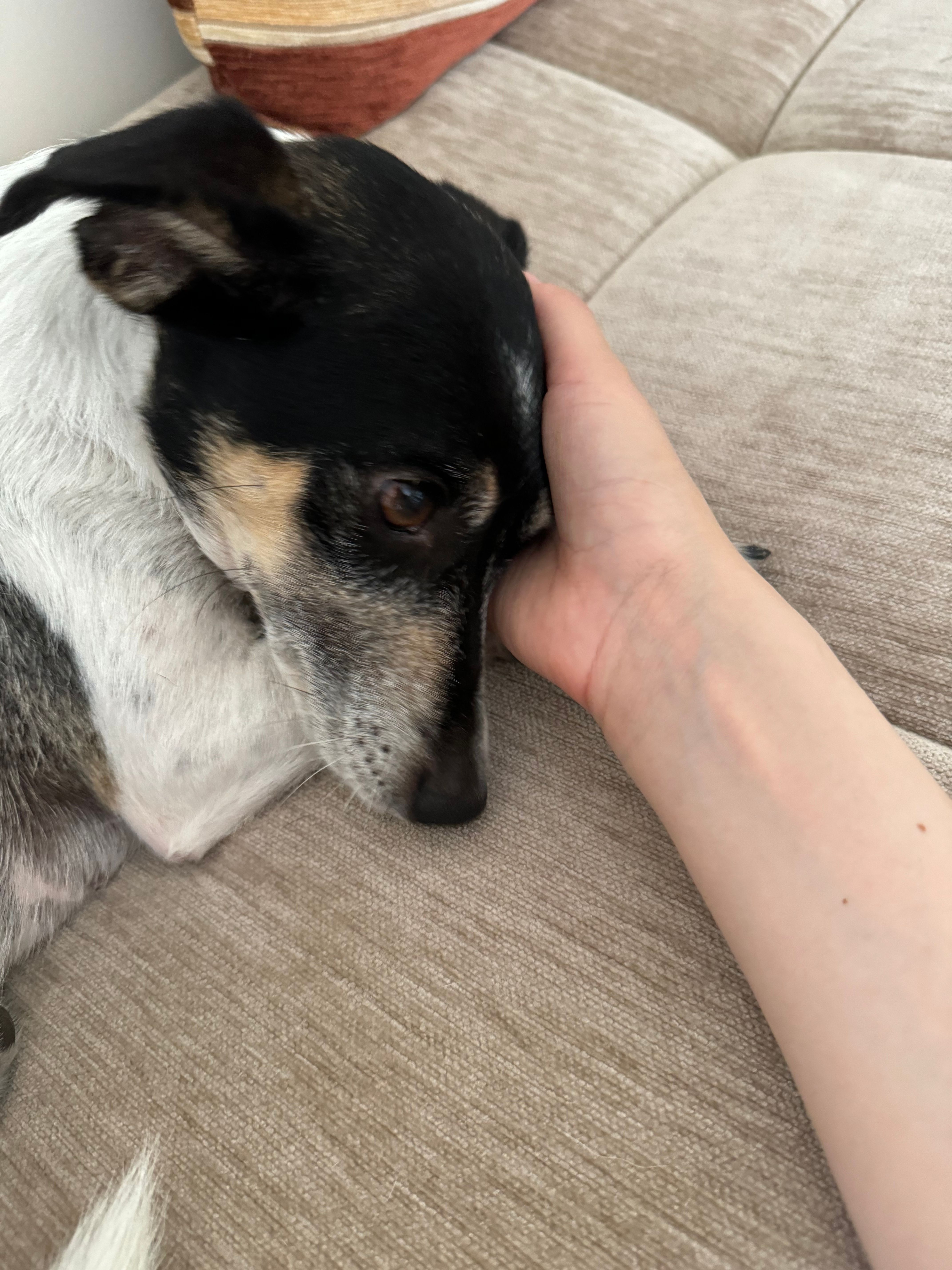 image-8
