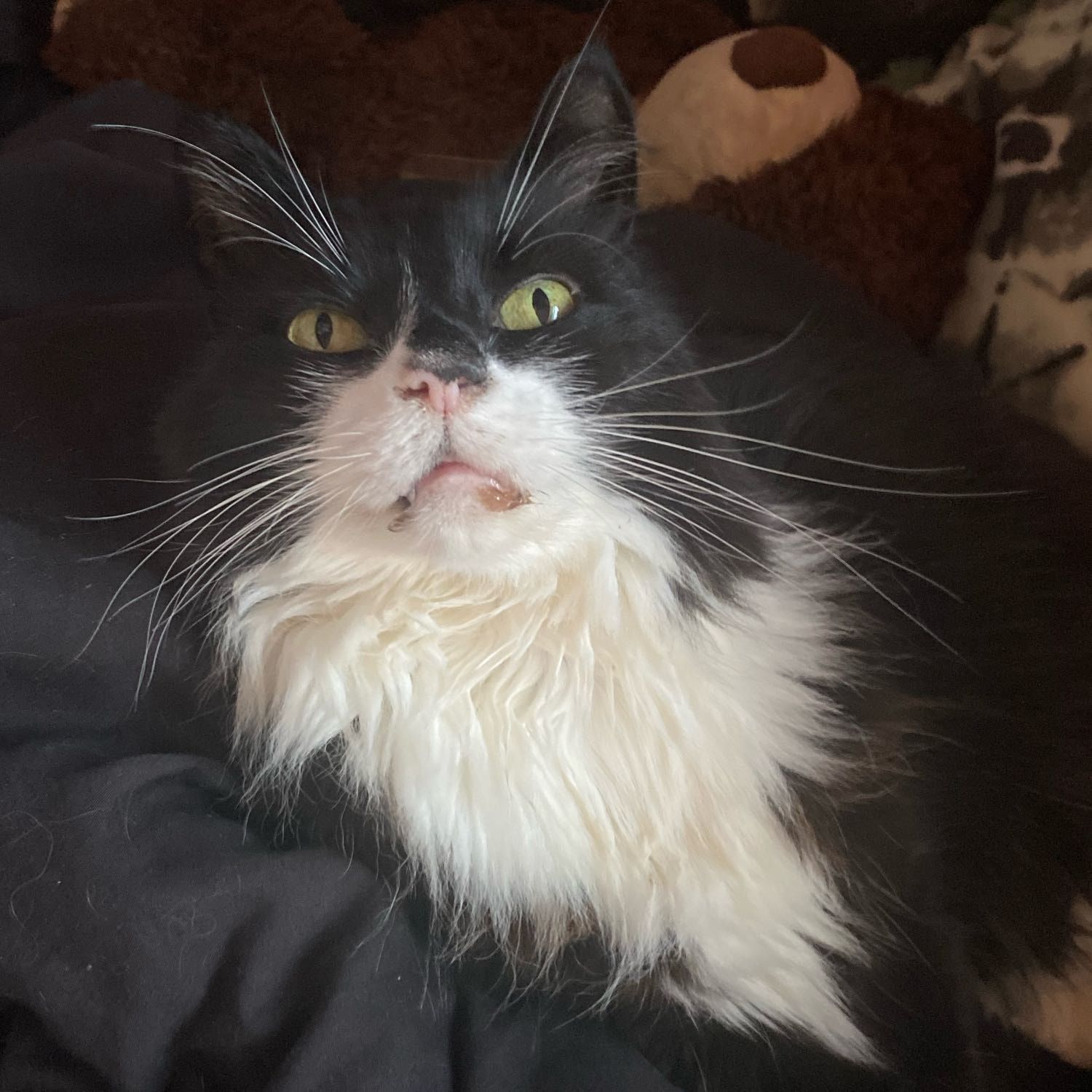 Portrait of Jessie, the cat