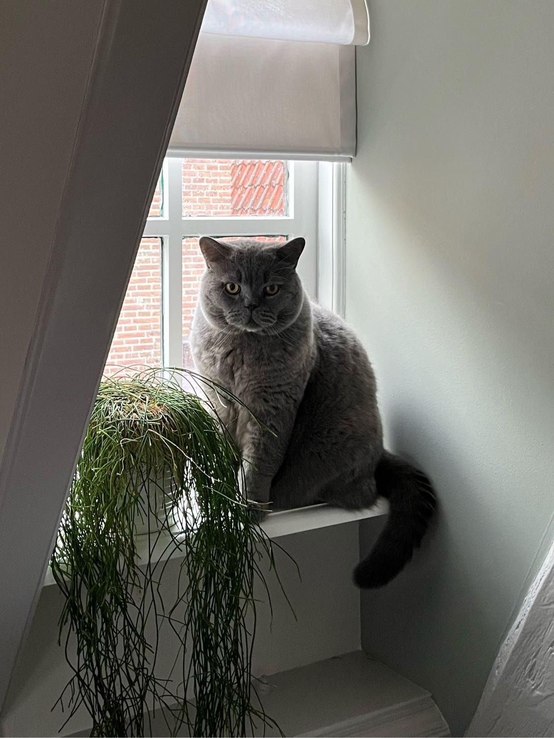 image-11