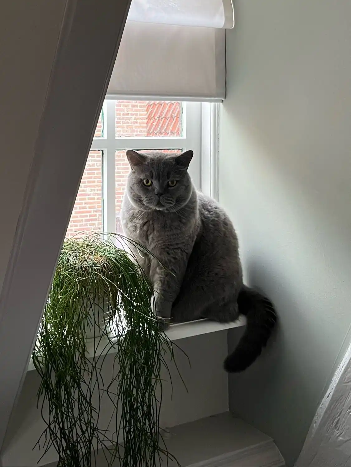image-11