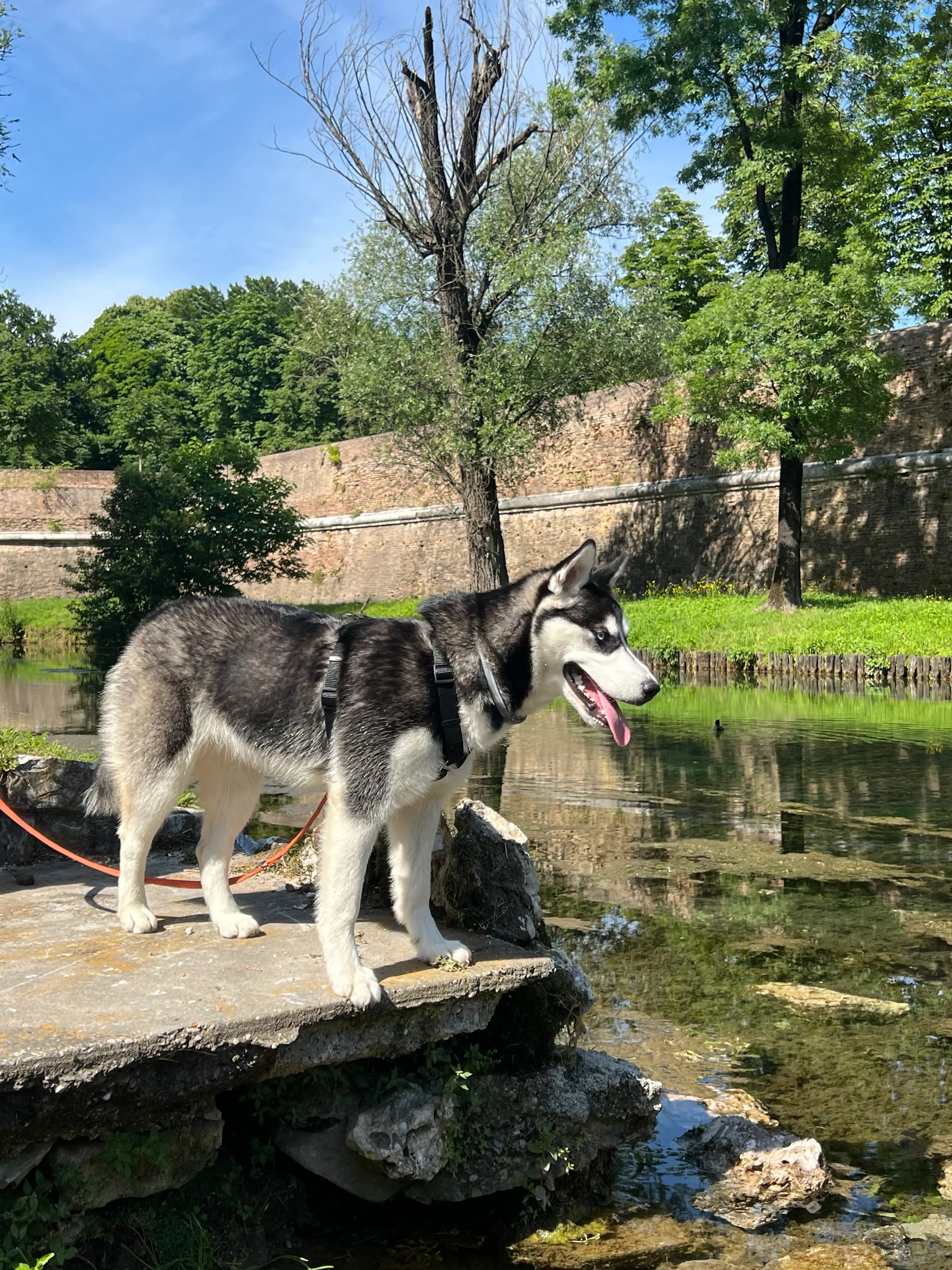 image-18